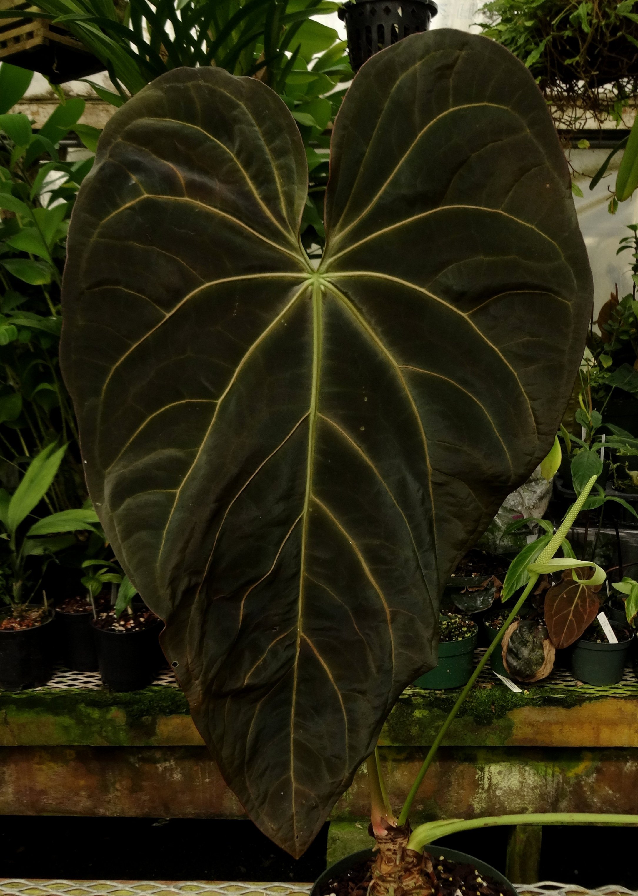 Anthurium regale x dressleri Voodoo Child.JPG