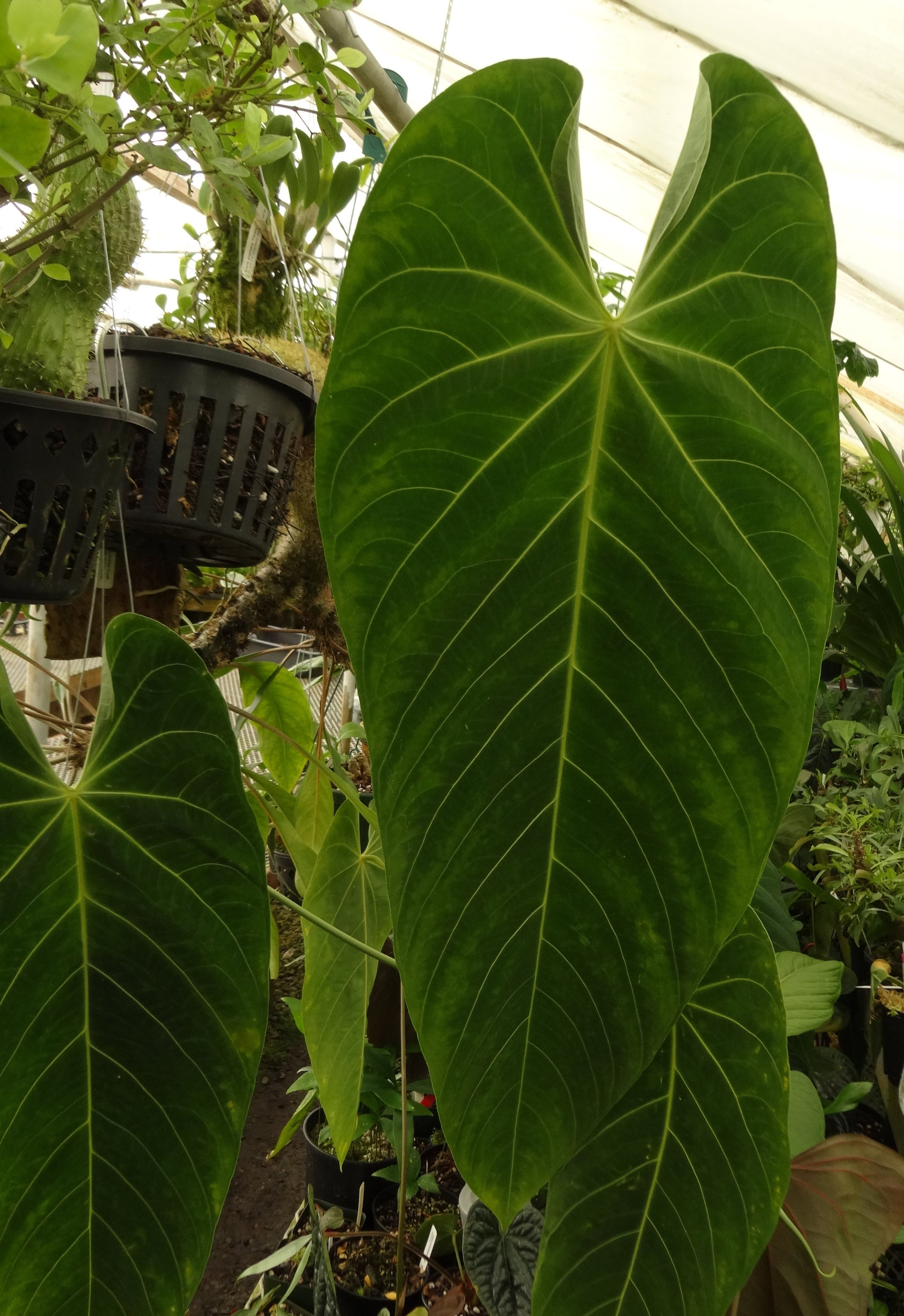 Anthurium marmoratum Cirino ex Colombia.JPG