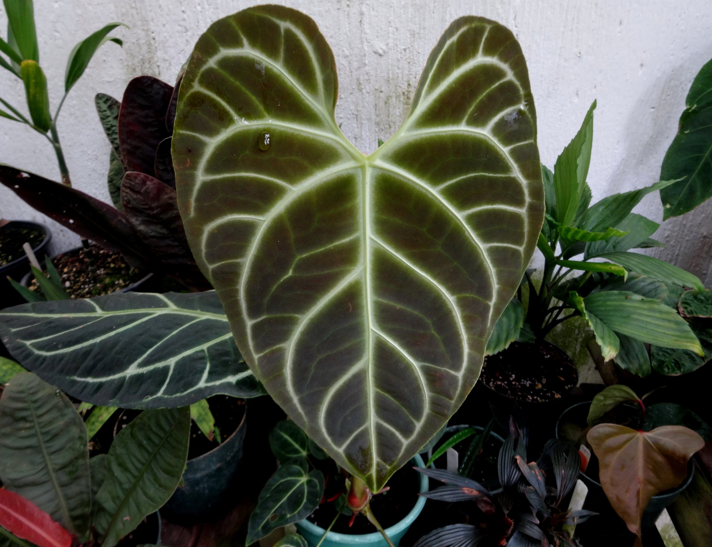 Anthurium regale F1.JPG