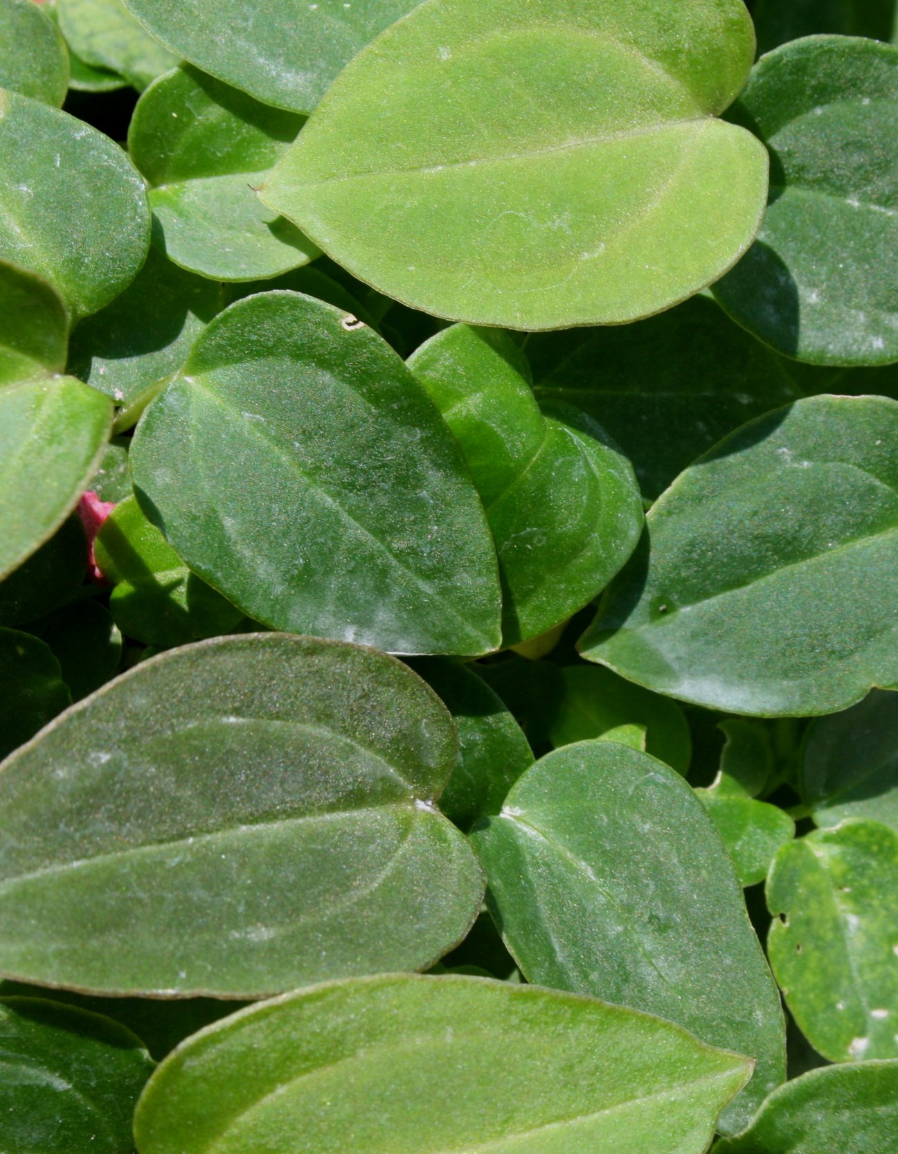 Anthurium regale x dressleri Jaunary 2010.JPG