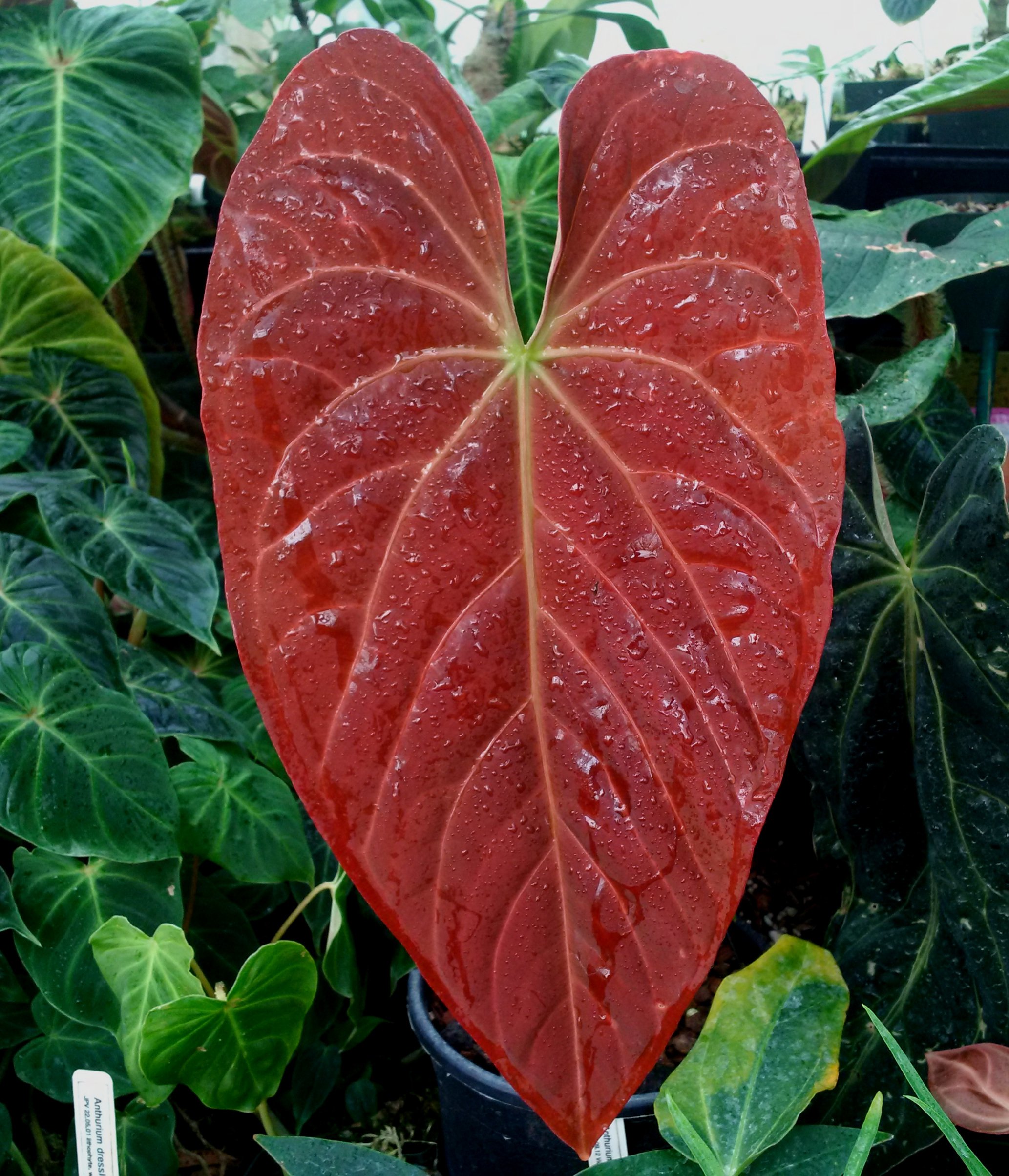 Anthurium regale x dressleri best.jpg