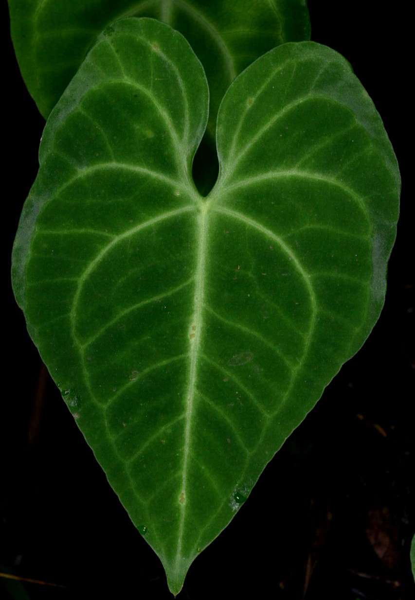 Anthurium leuconeurum 1000 m.jpg