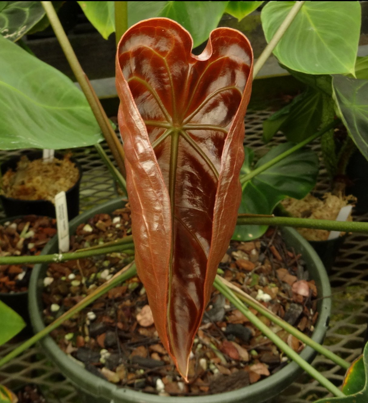 Anthurium forgetii new leaf.JPG