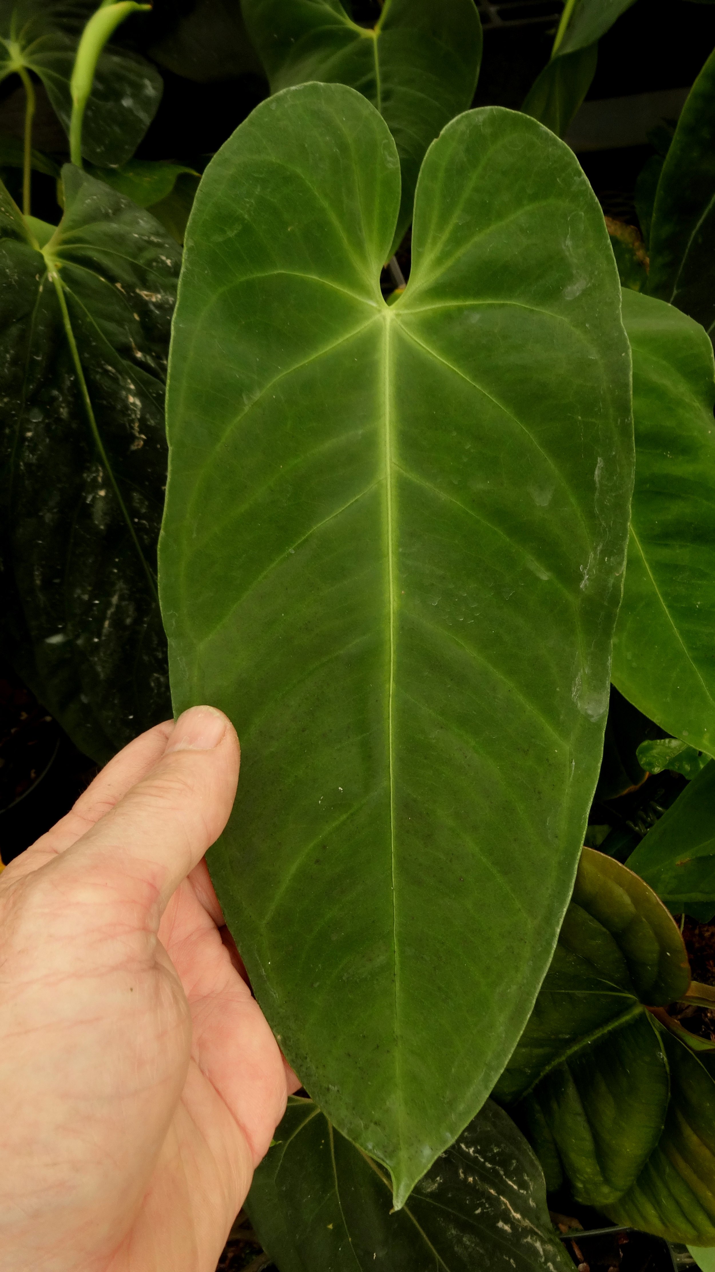 Anthurium queremalense F1.JPG