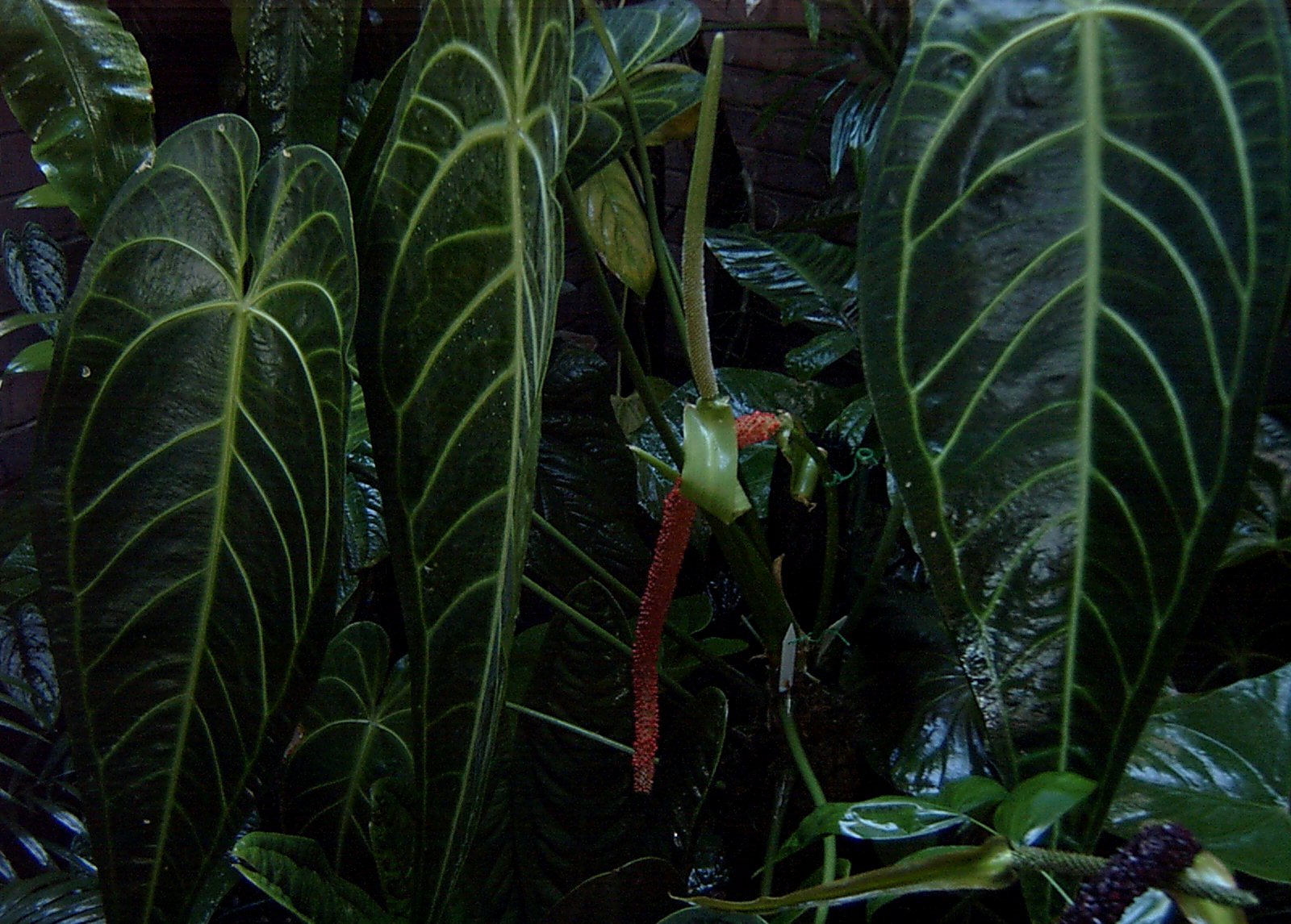 Fruiting Anthurium warocqueannum May 2002.jpg