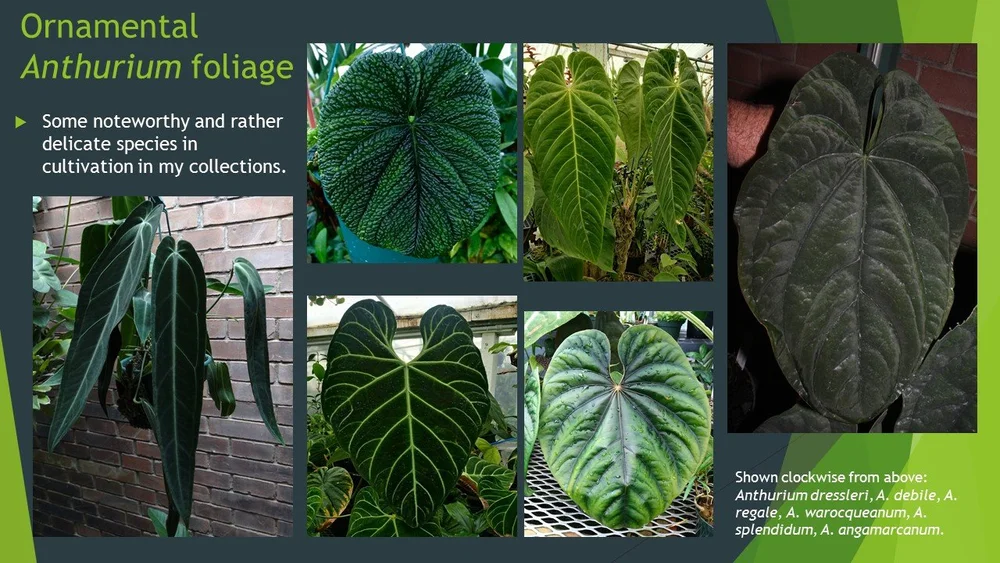 その他 1980s Taro & Anthurium Tropical Carving その他 1980s Taro & Anthurium Tropical Carving 1980s Taro