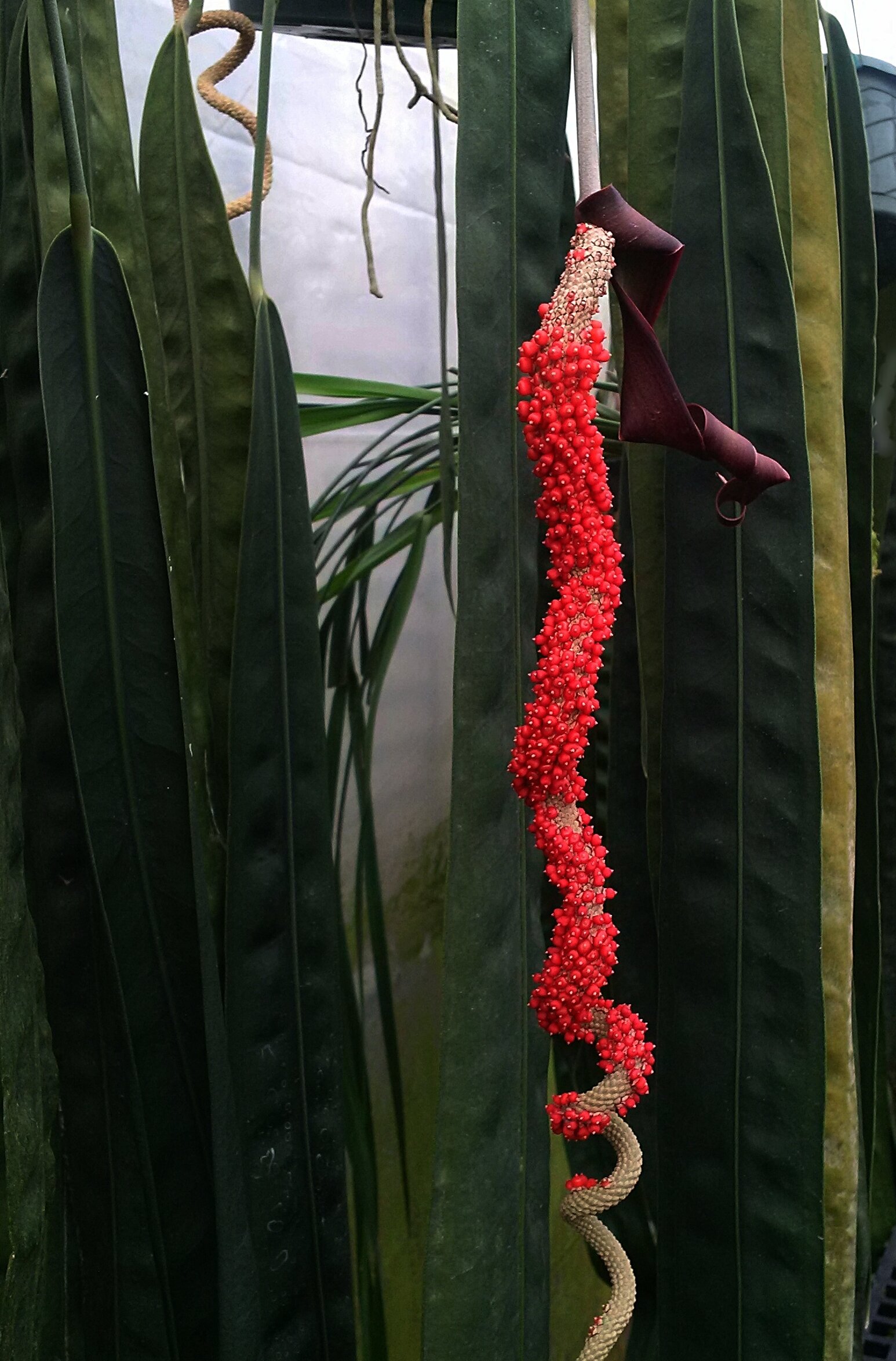 Anthurium wendlingeri - velvet leaf, pendent Panamanian prize — Exotica ...