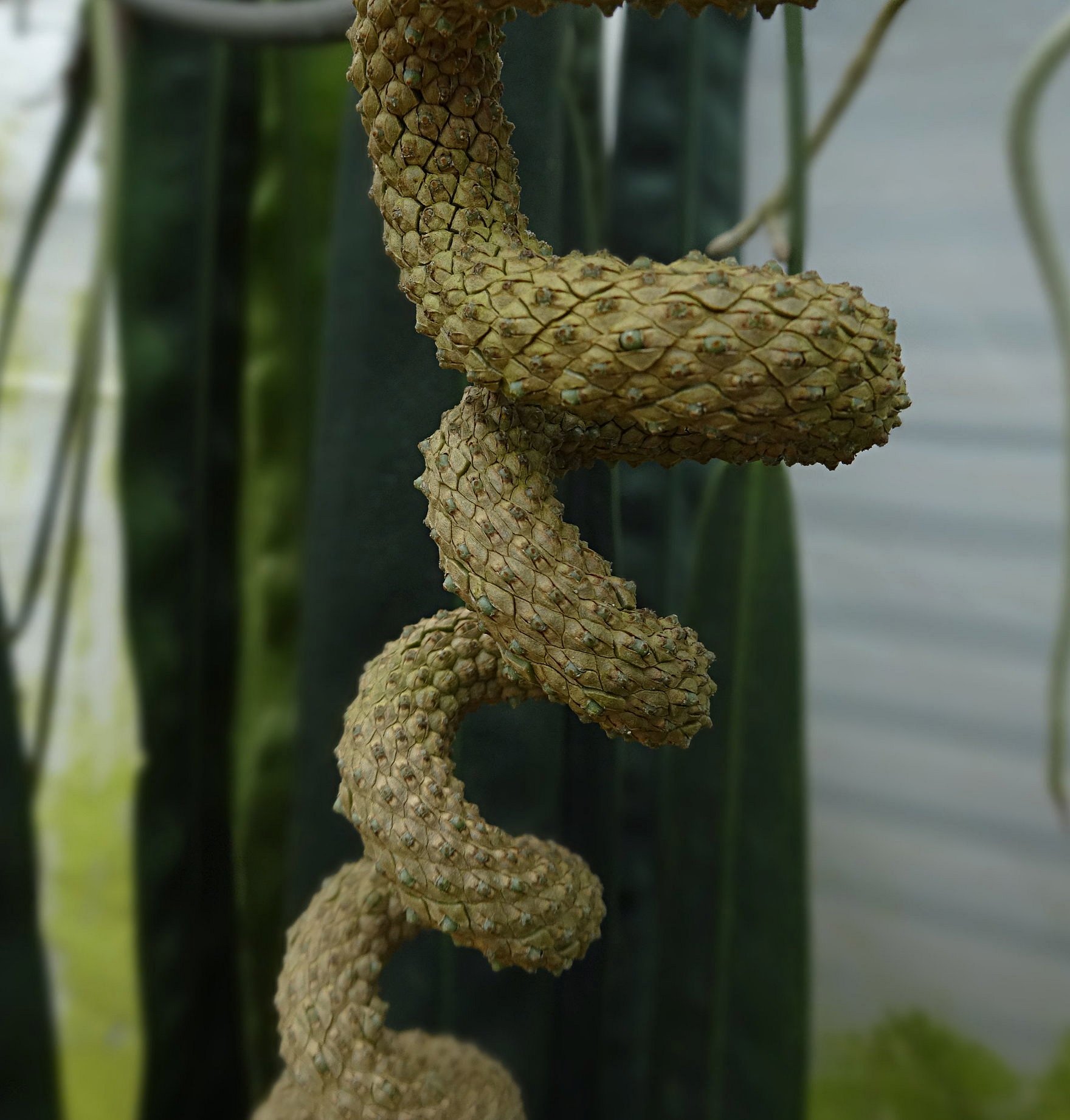 Anthurium wendlingeri recent pollination.JPG