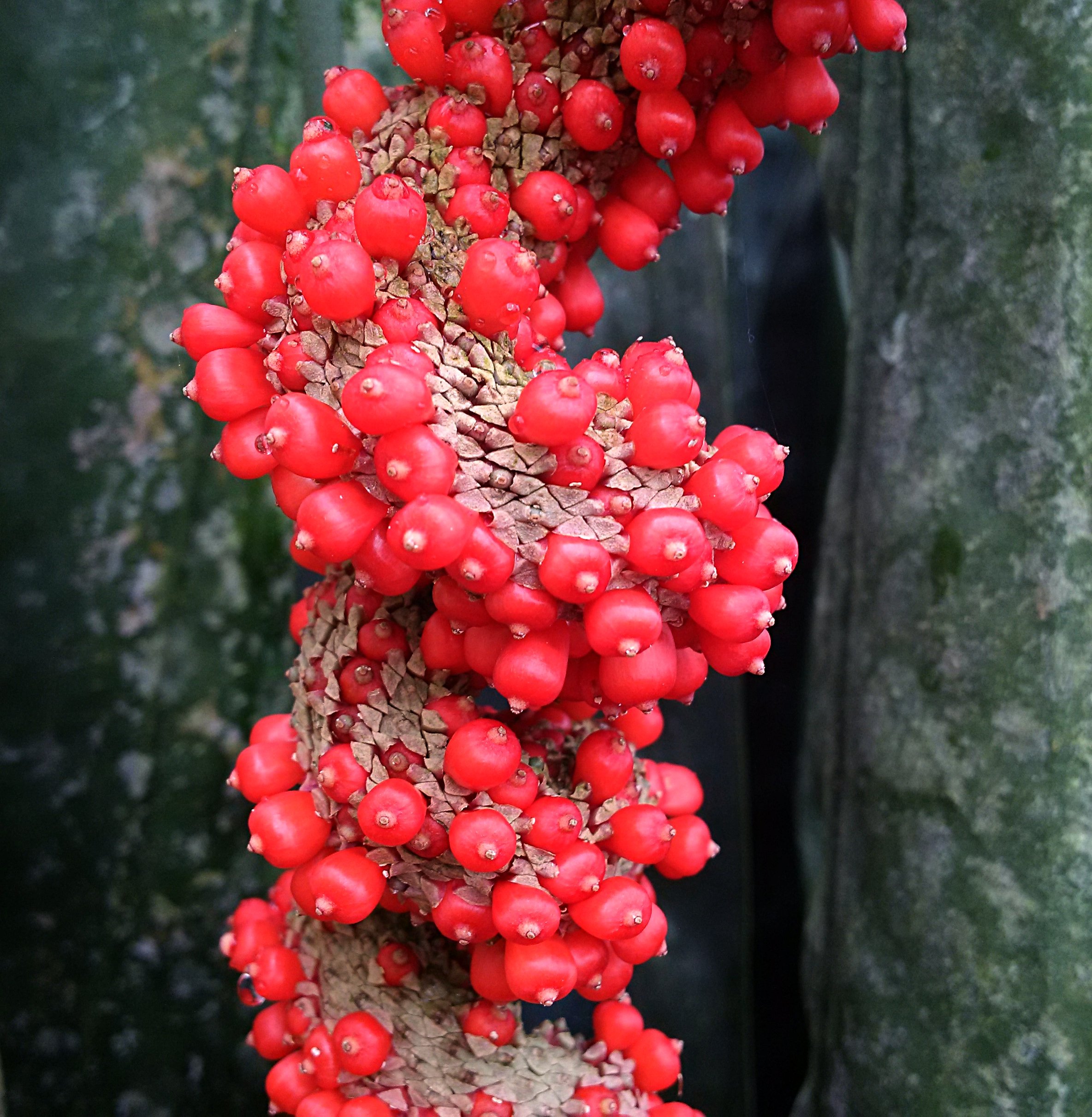 Anthurium wendlingeri fruits.jpg