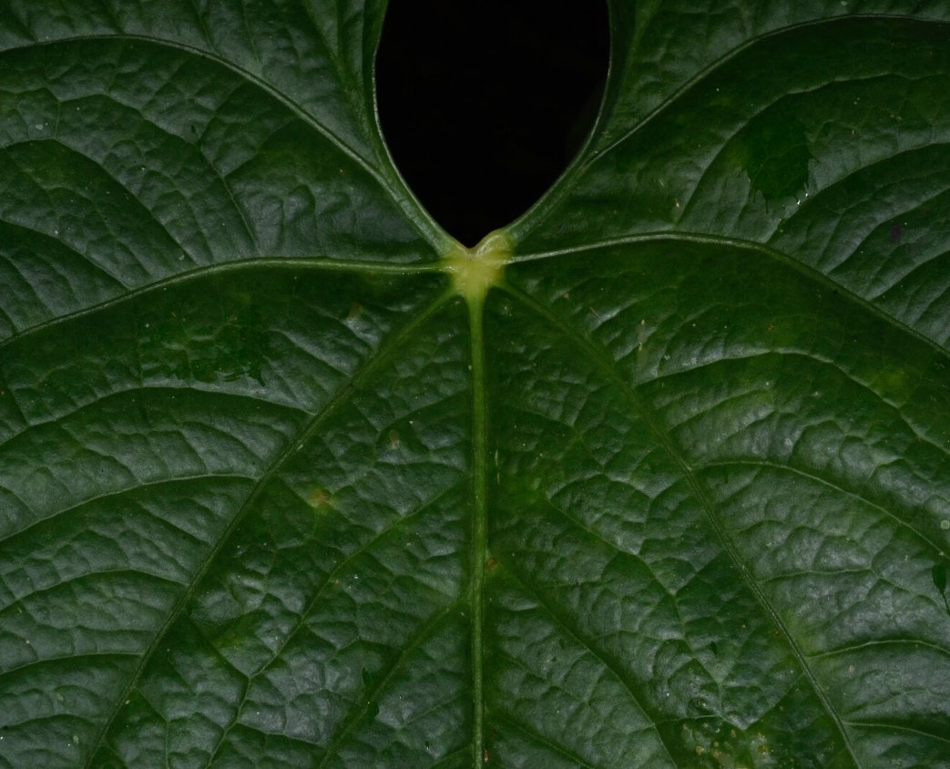 Anthurium silvigaudens.jpg