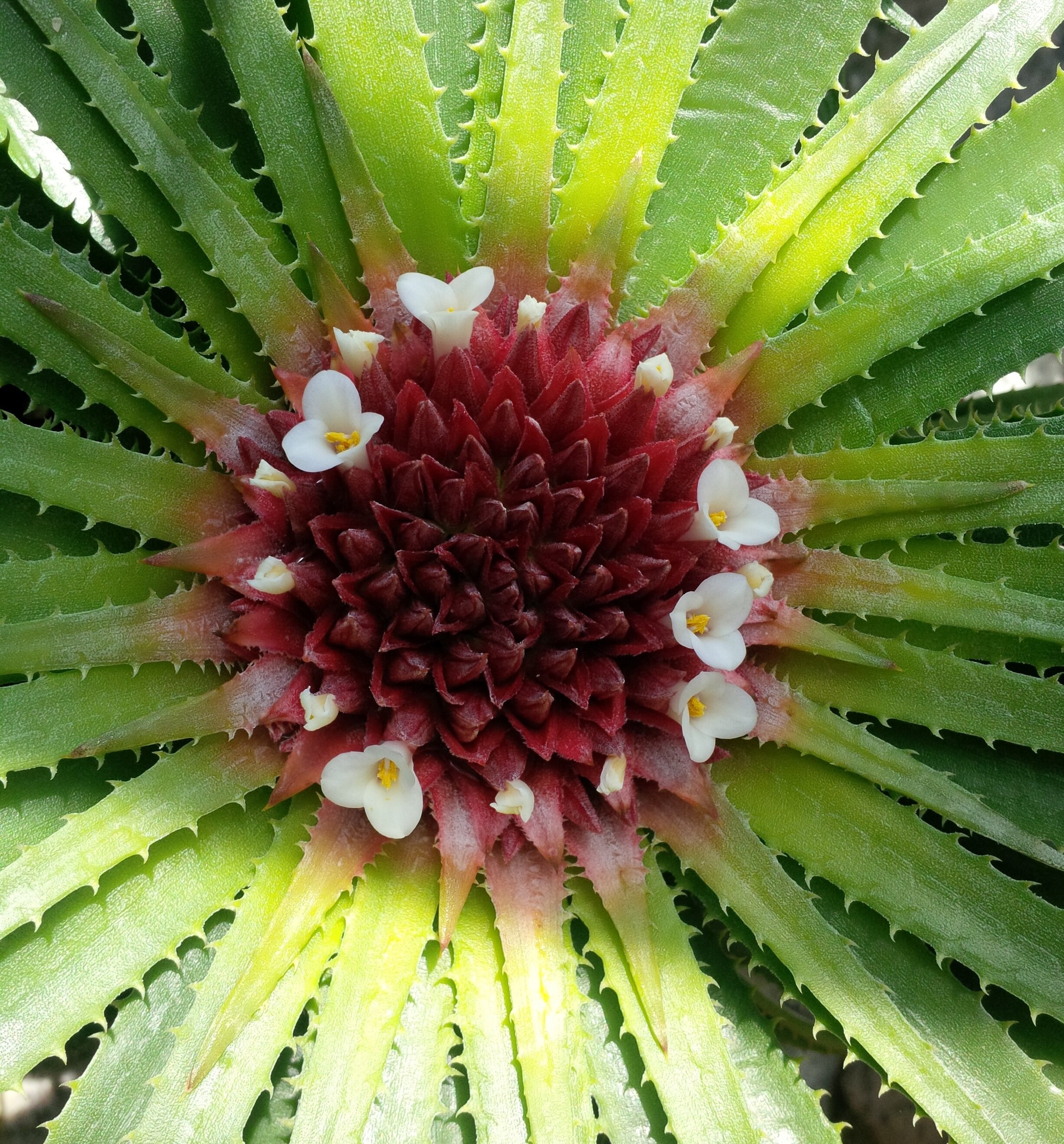 Sunburst bromeliads - Sincoraeas from Bahia, Brazil