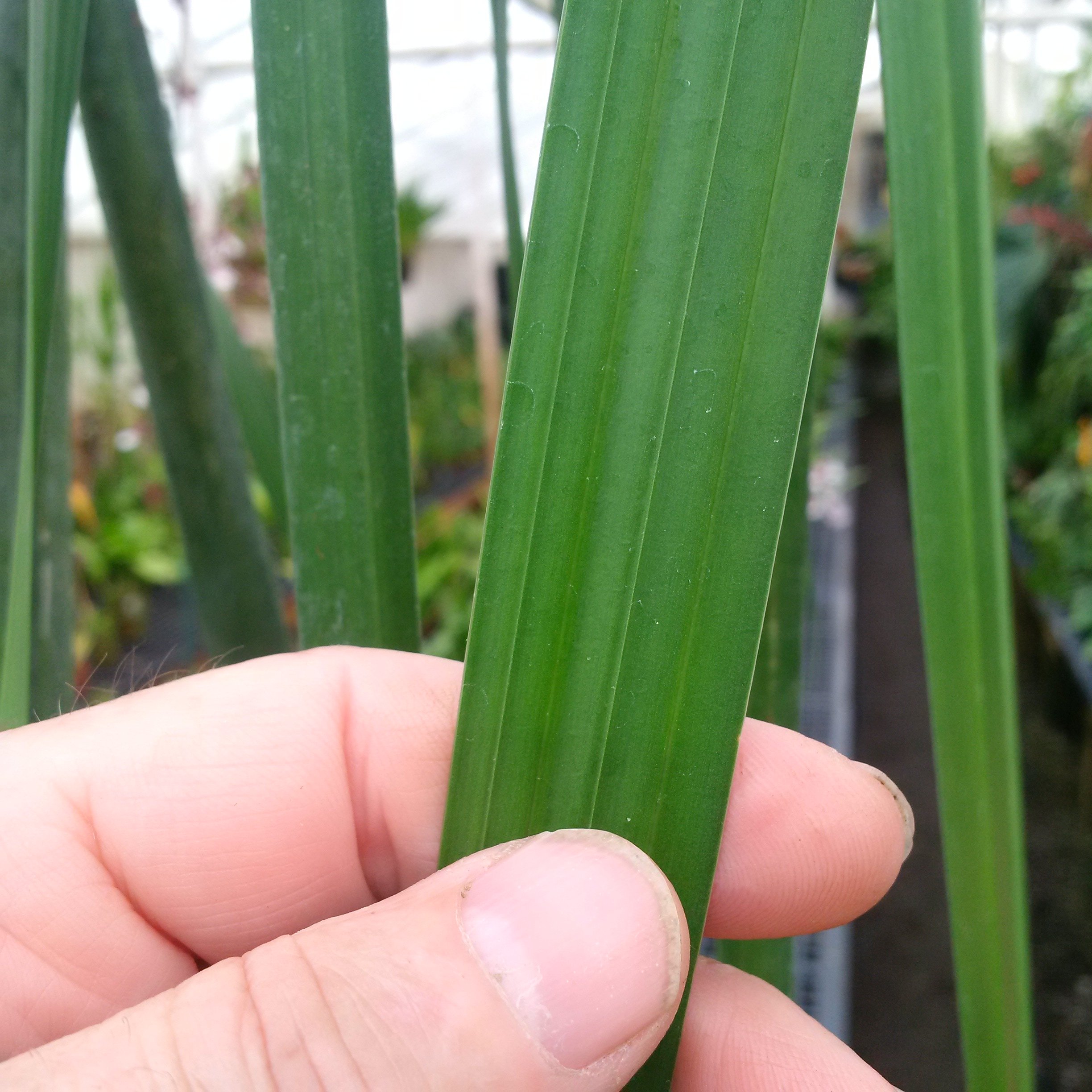 Chorigyne leaf detail.jpg