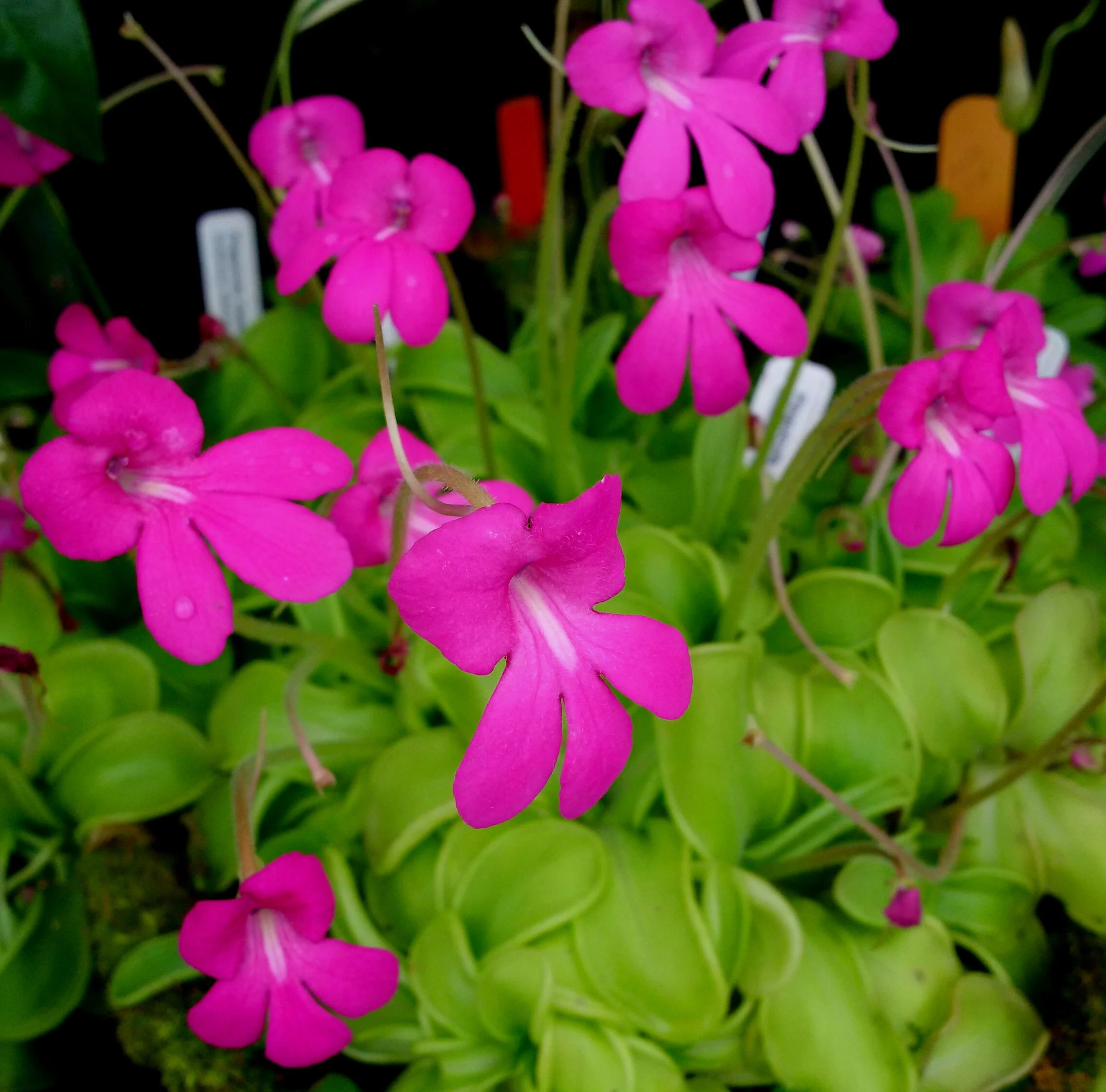 Pinguicula mesophytica - Purple Rainforest — Exotica Esoterica