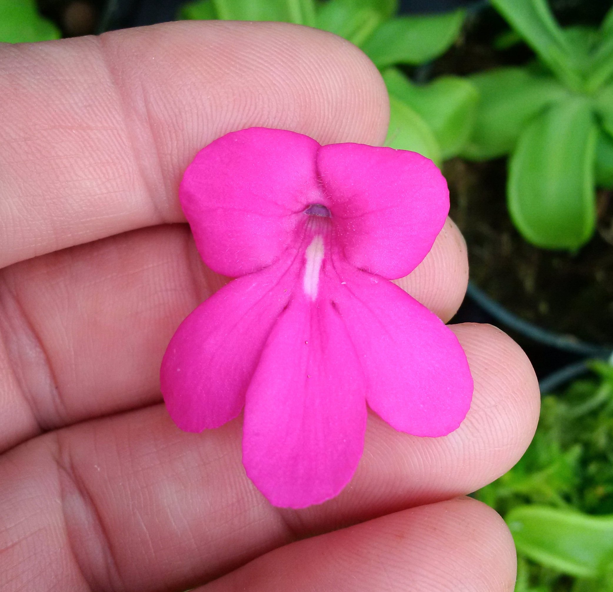 Pinguicula mesophytica large flower.jpg