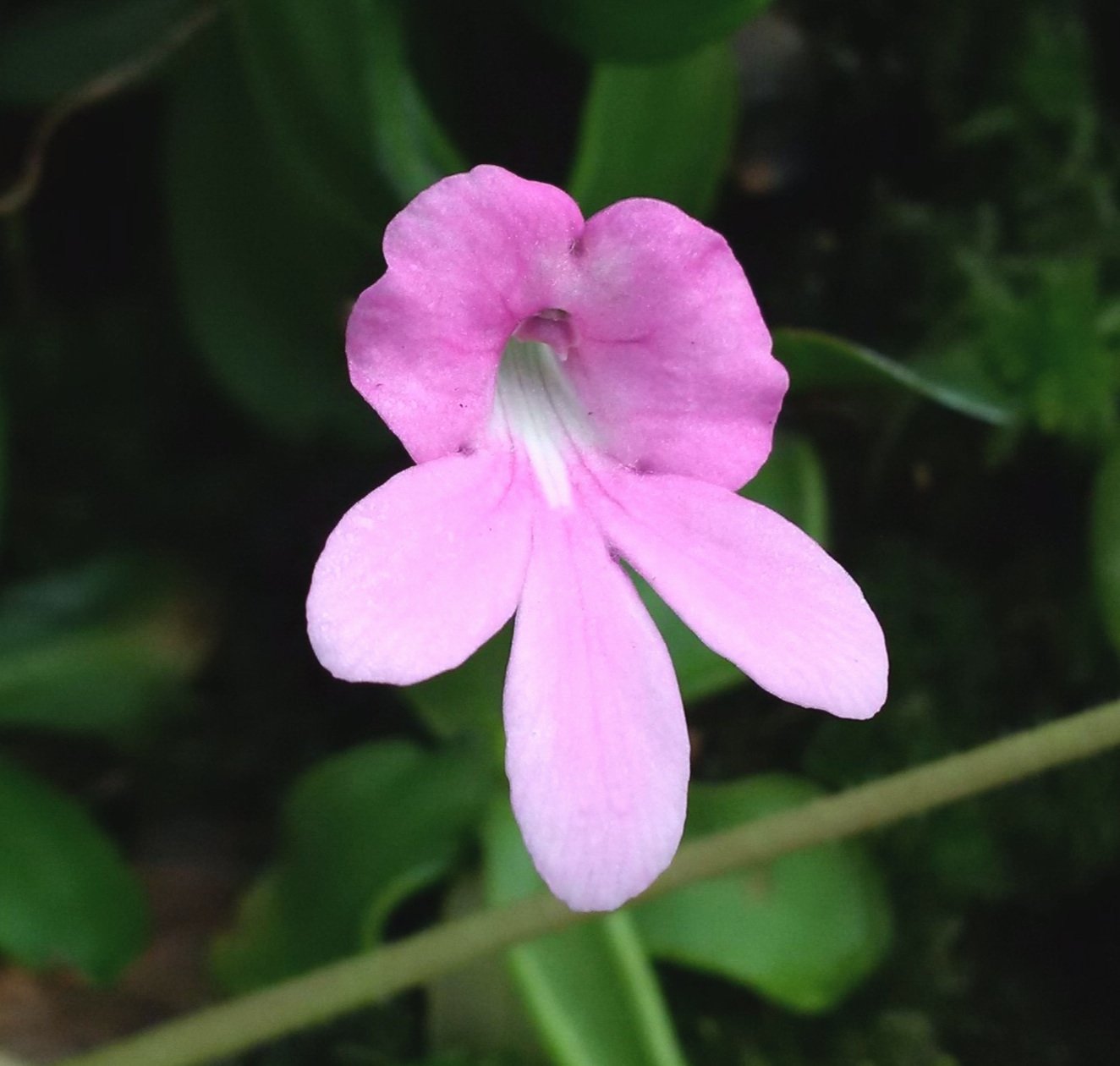 Pinguicula mesophytica pink.jpg