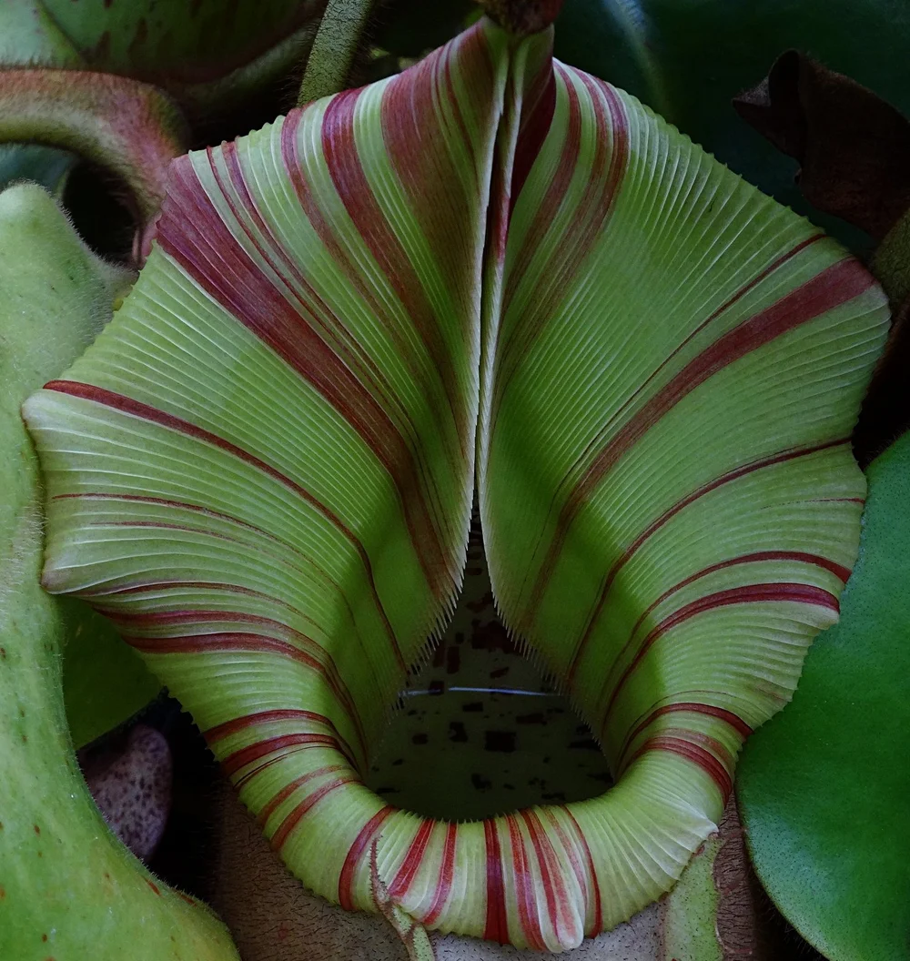 Nepenthes veitchii — Exotica Esoterica