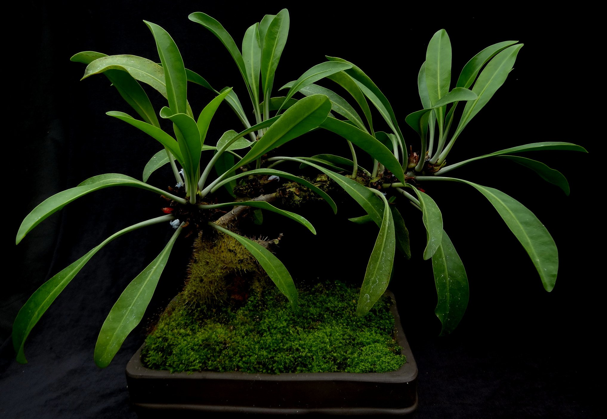 Myrmephytum beccarii bonsai 1.JPG