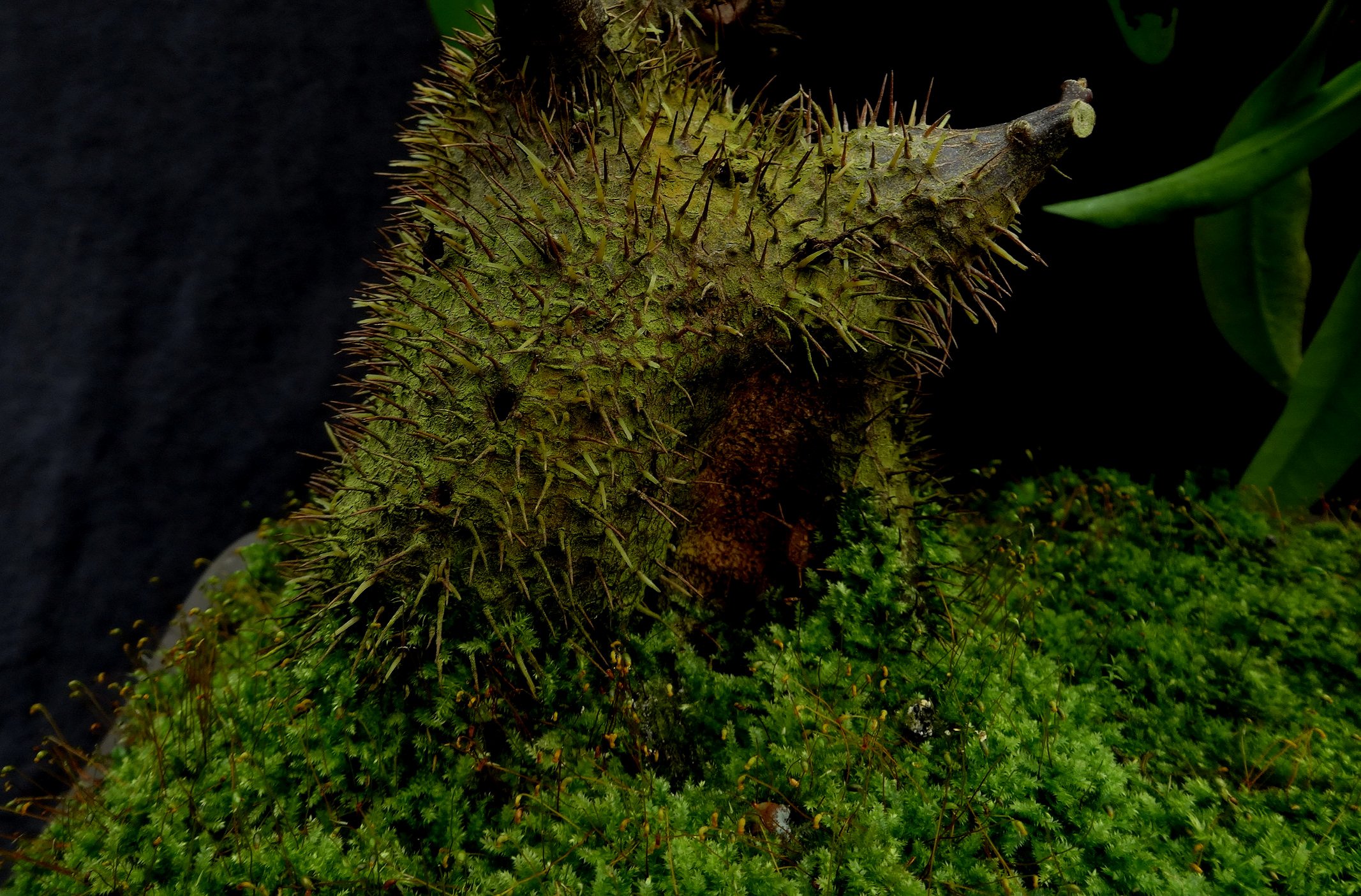 Myrmephytum beccarii bonsai 2.JPG
