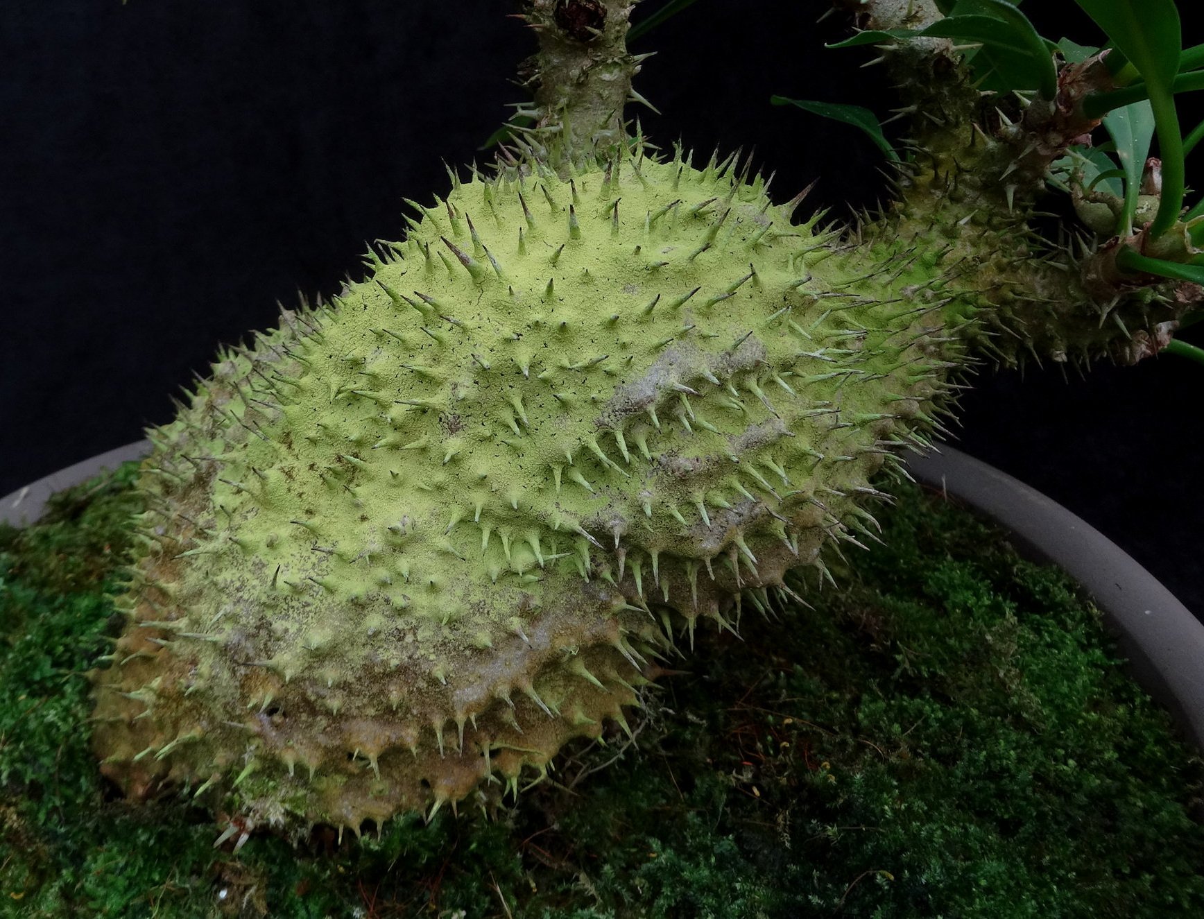 Myrmecodia papuana bonsai 2.JPG