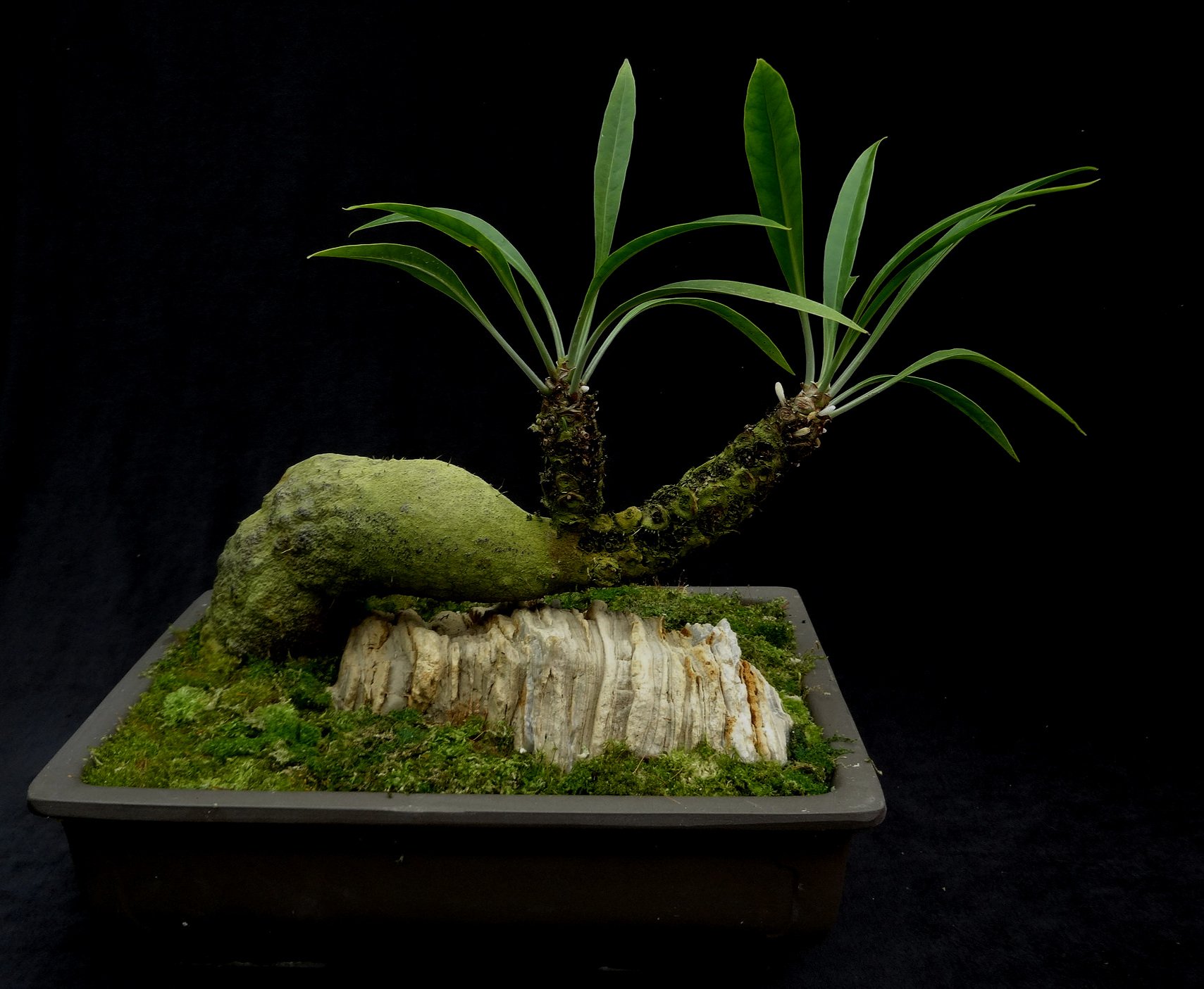 Myrmecodia sp. Bali bonsai 1.JPG