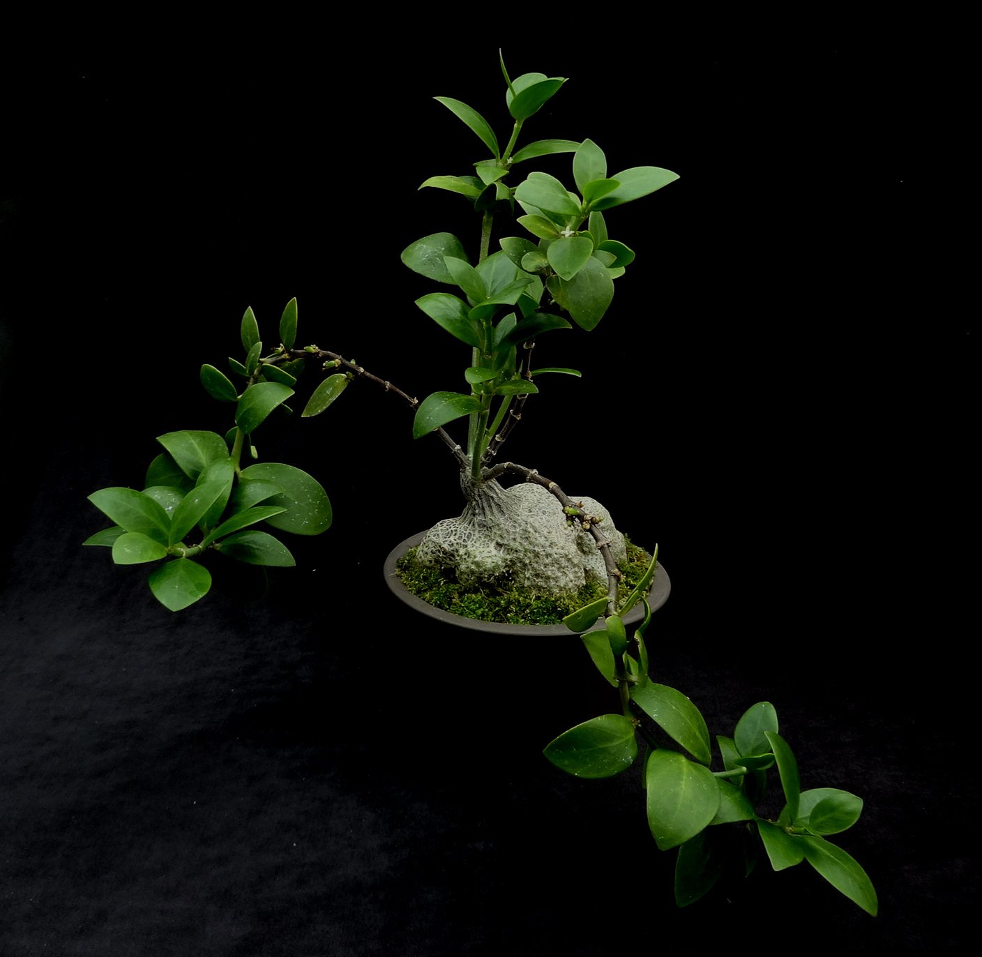 Hydnophytum longistylum bonsai 1.JPG
