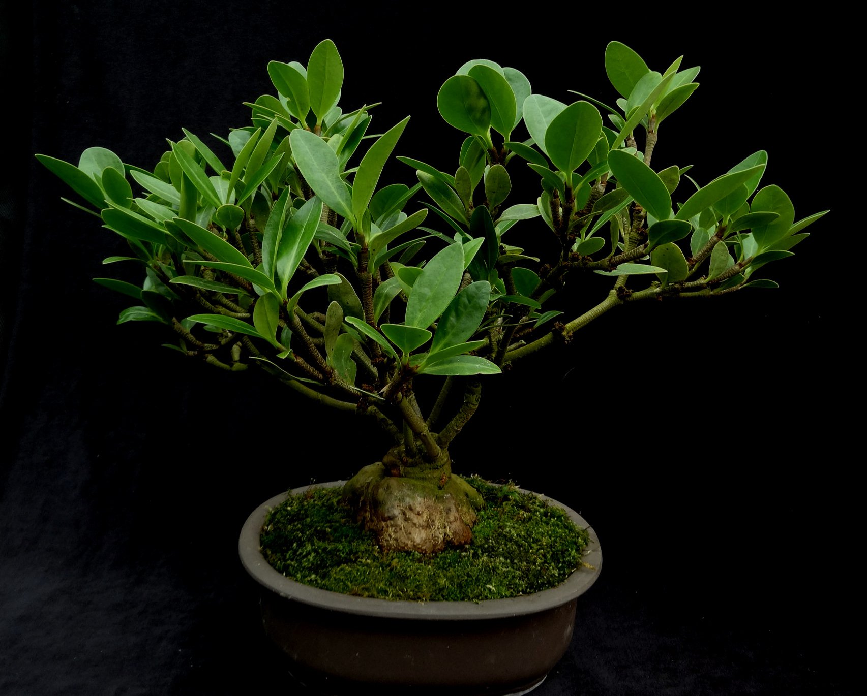 Hydnophytum ferrugineum bonsai 1.JPG