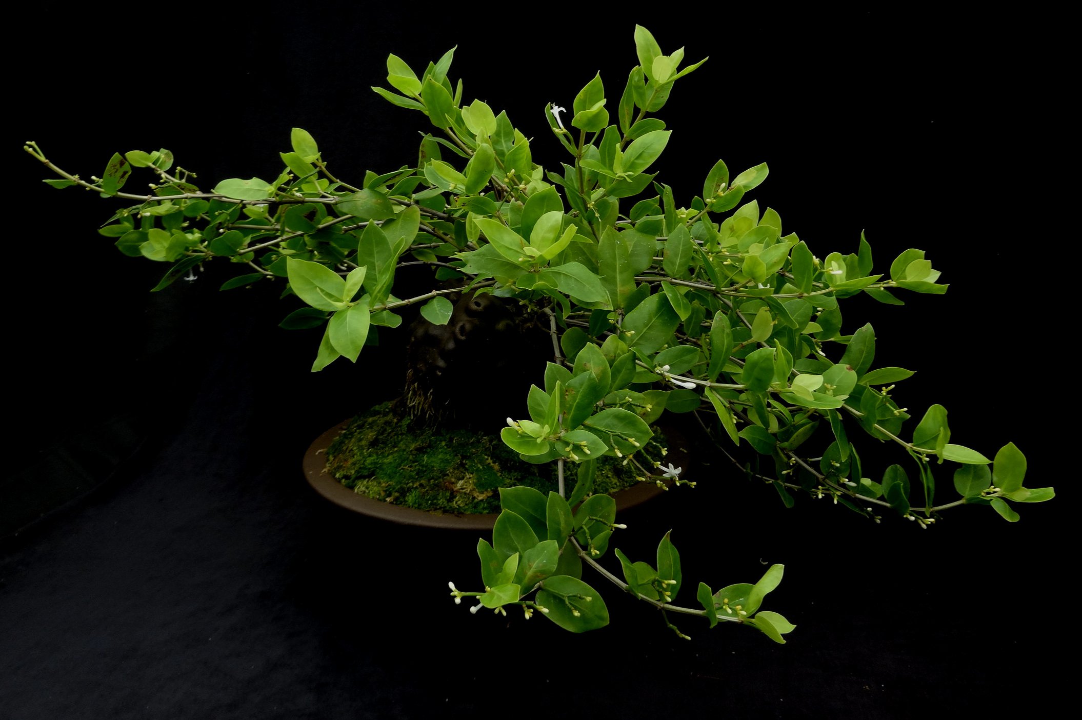 Squamellaria kajewskii bonsai 1.JPG