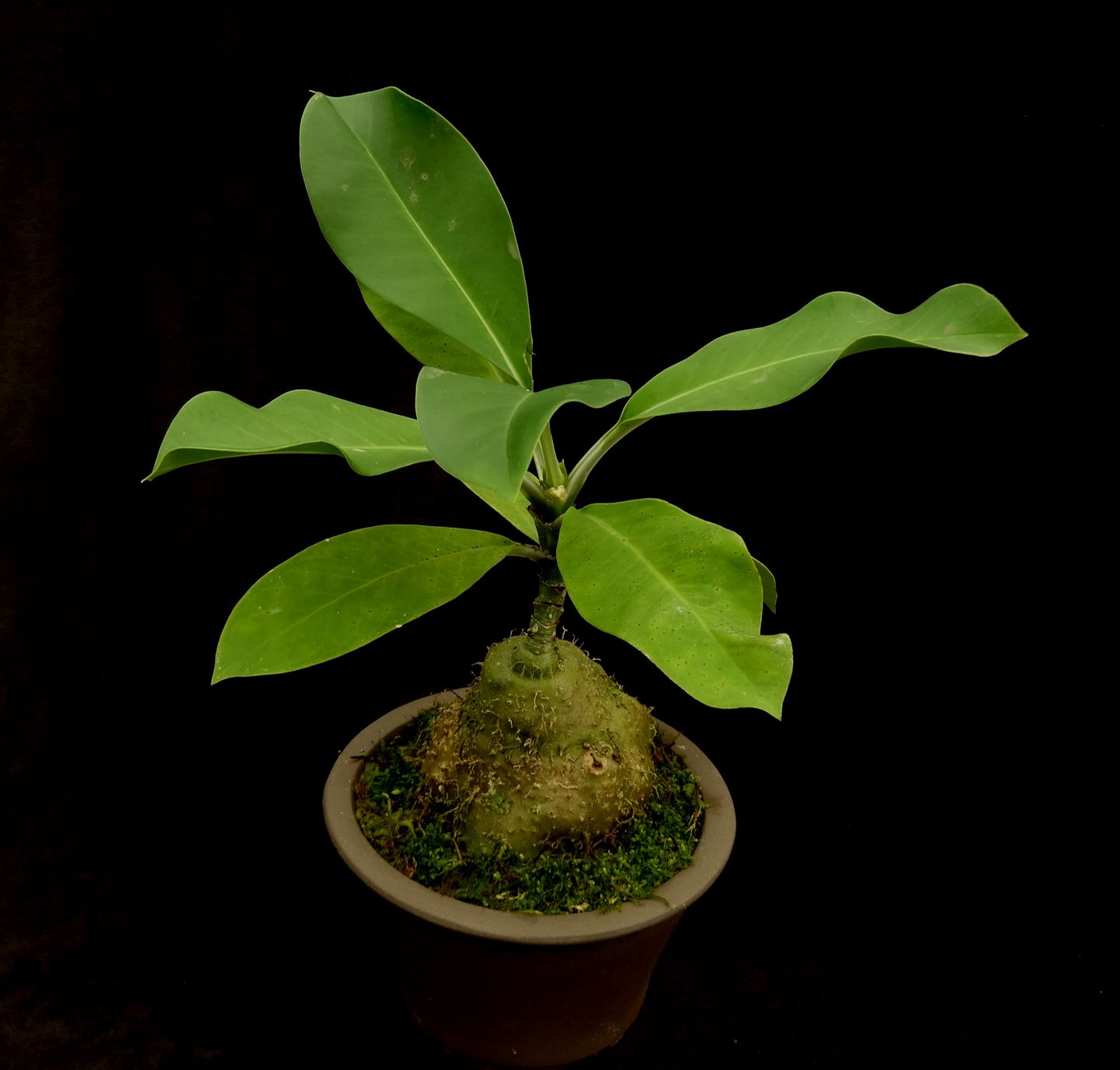 Anthorrhiza+bracteosa+bonsai+1.jpg