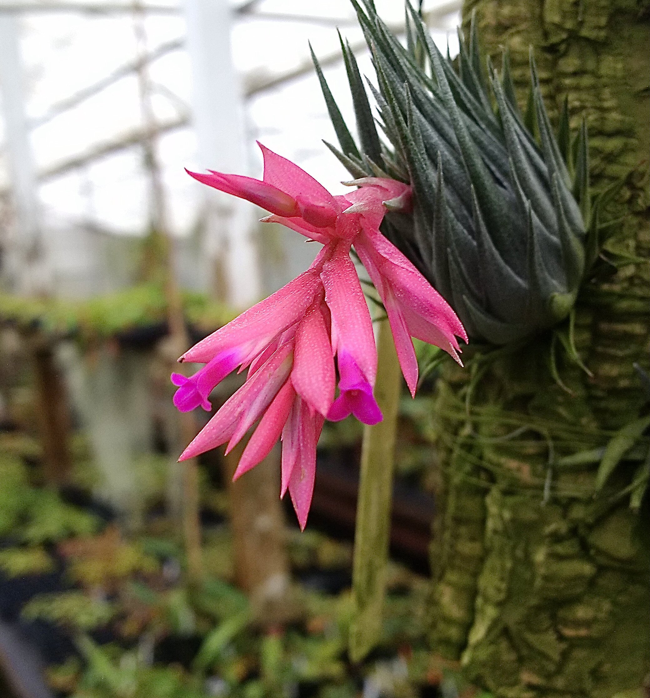 Tillandsia kautskyi.jpg