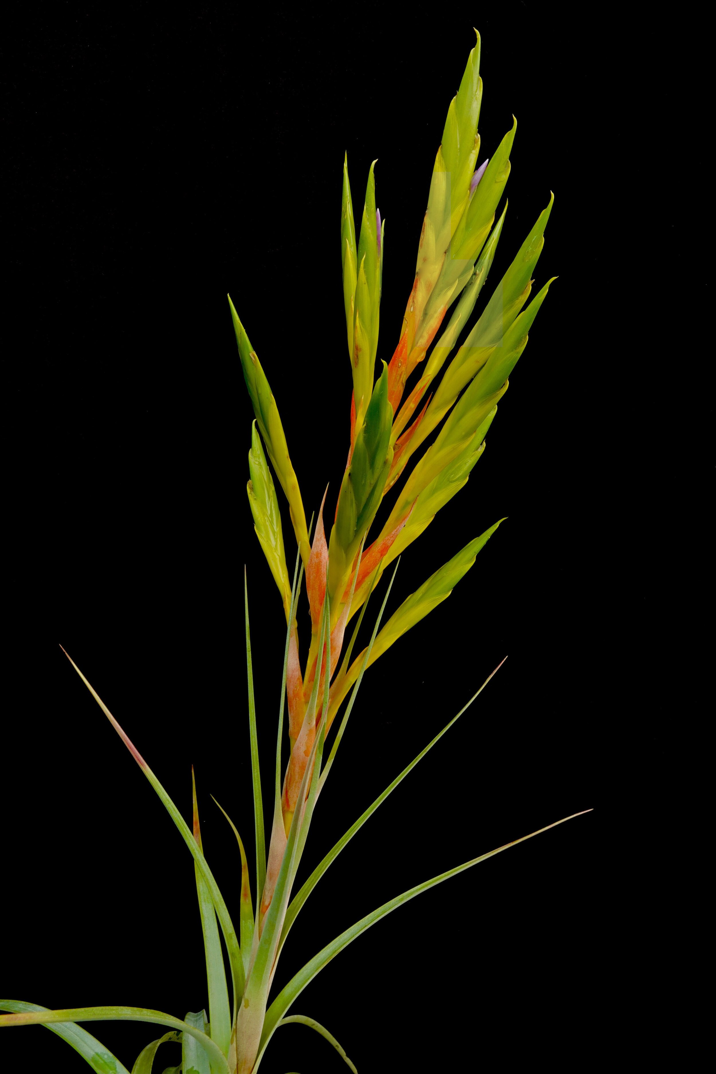 Tillandsia baileyi – 15 à 20cm - Fourmiculture