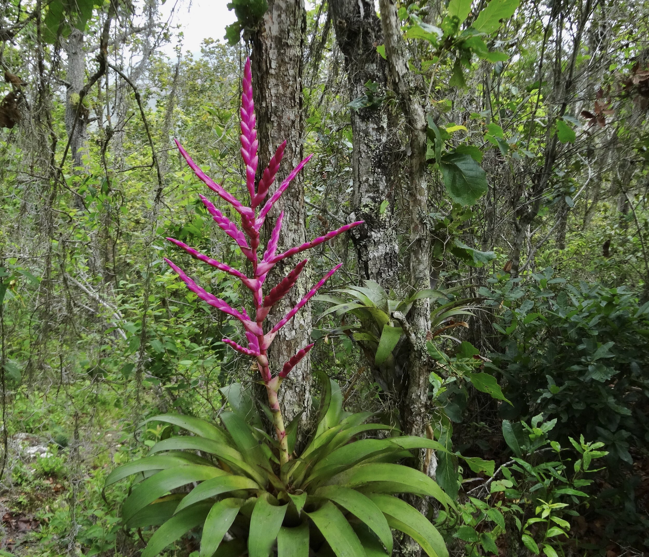 Tillandsia lucida 2.JPG