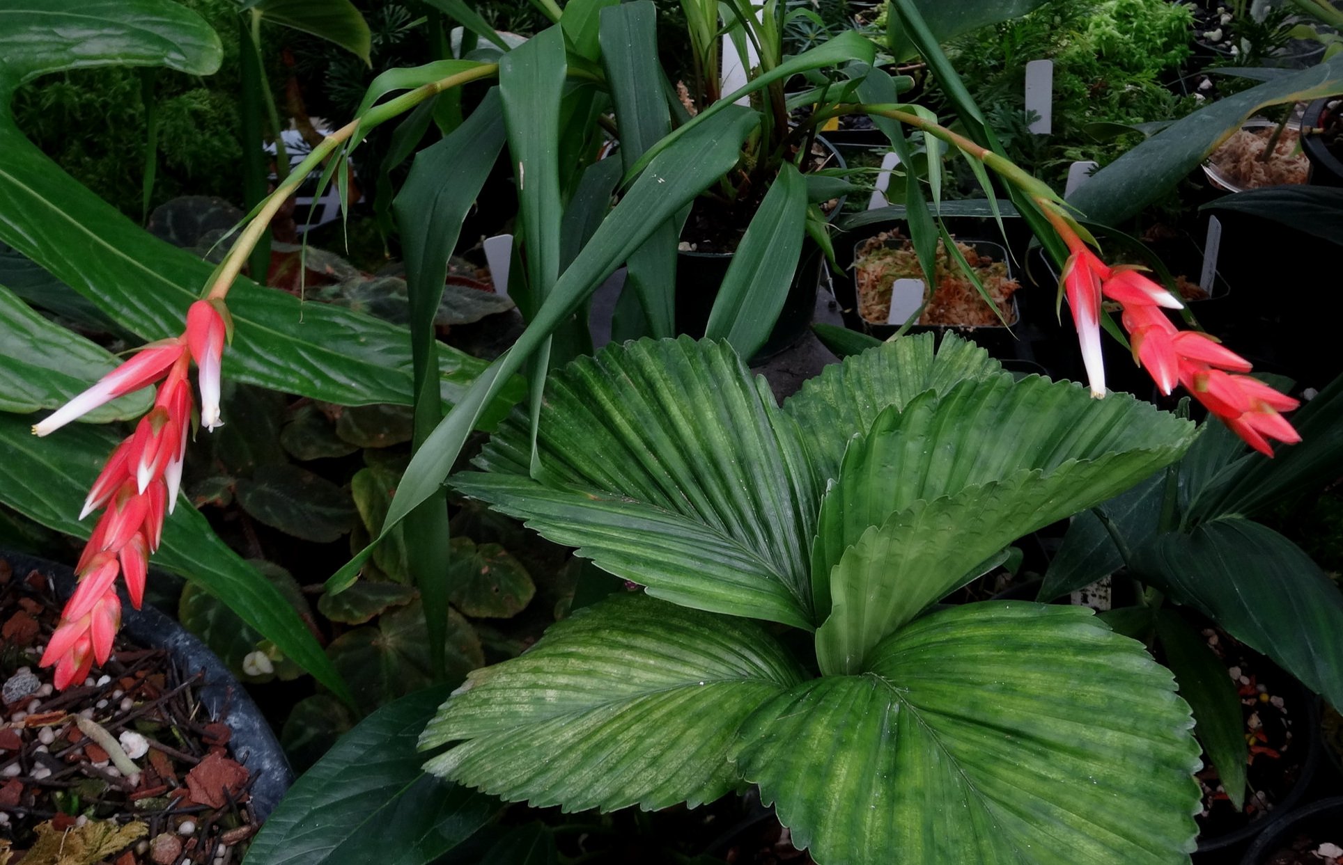 Pitcairnia heerdeae twin.JPG