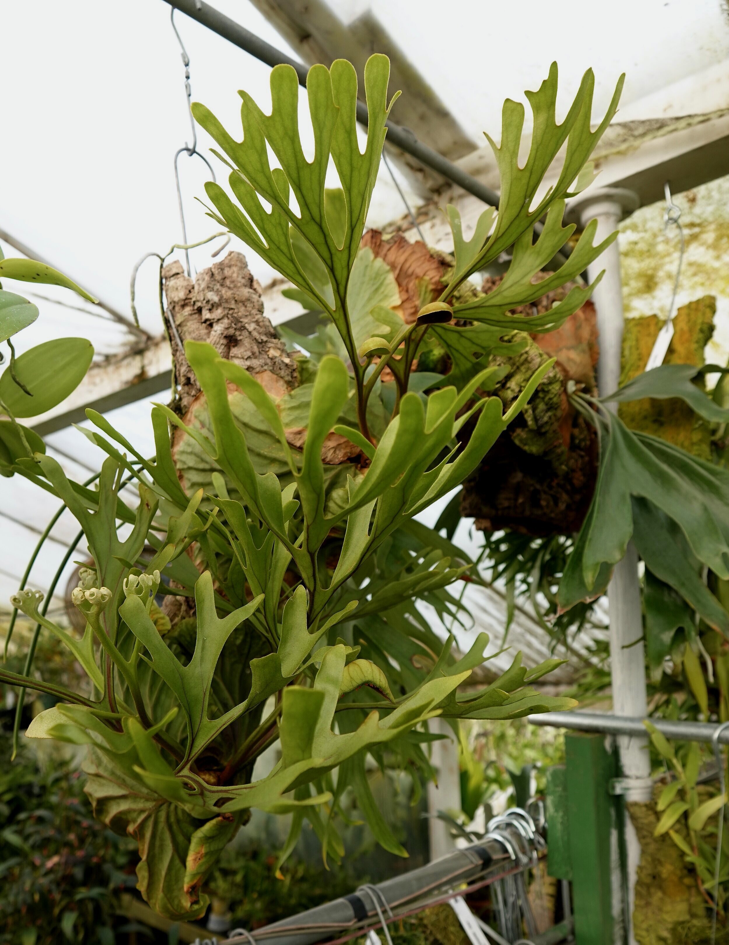 Ridley's Staghorn Fern - Platycerium ridleyi</em> — Exotica Ridley's Staghorn Fern - Platycerium ridleyi</em> — Exotica
