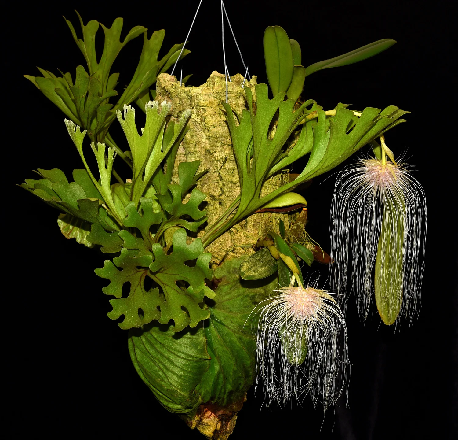Felce Corno Di Cervo – Platycerium Ridleyi Forma Larga – Spore 2000-3000 Con Certificato - Foto 2