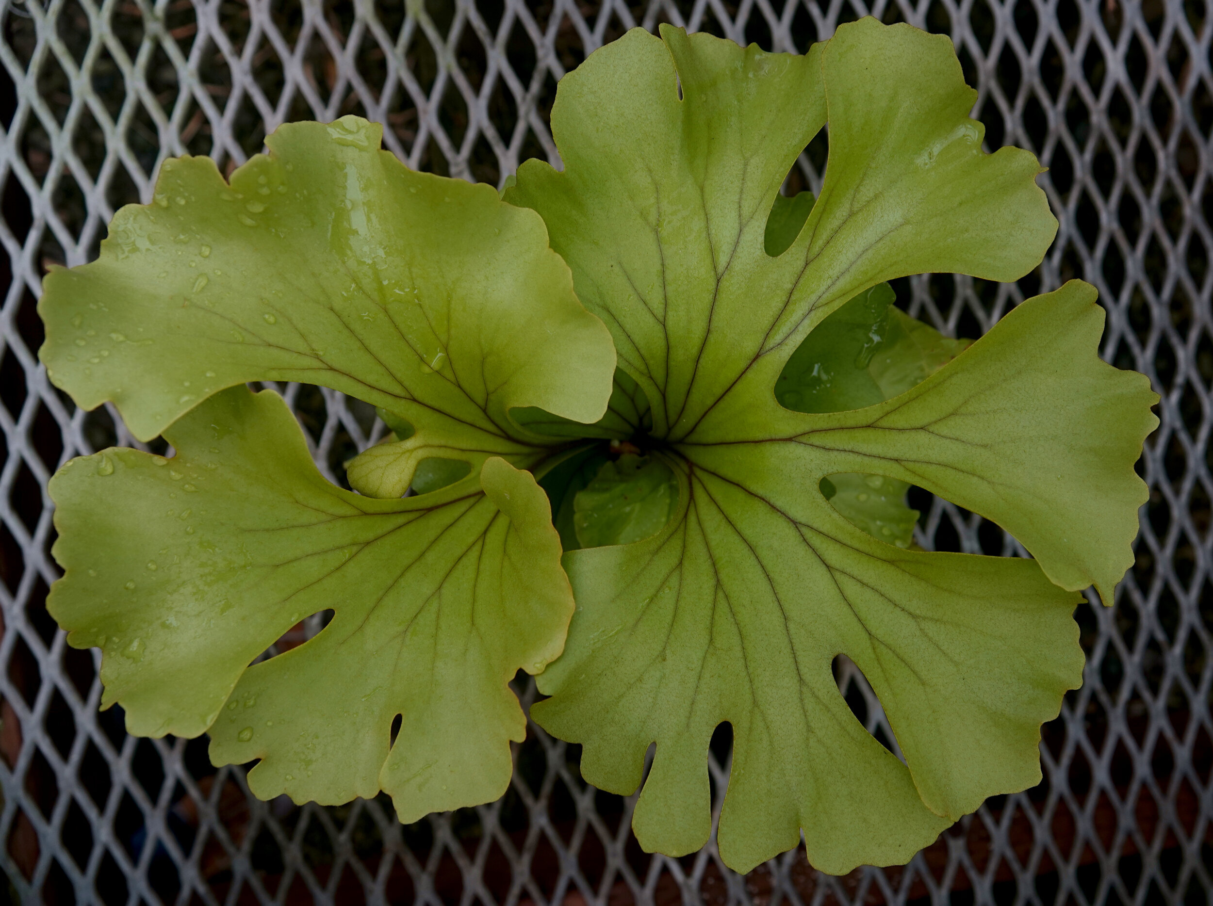 Ridley S Staghorn Fern Platycerium Ridleyi Em Exotica Esoterica