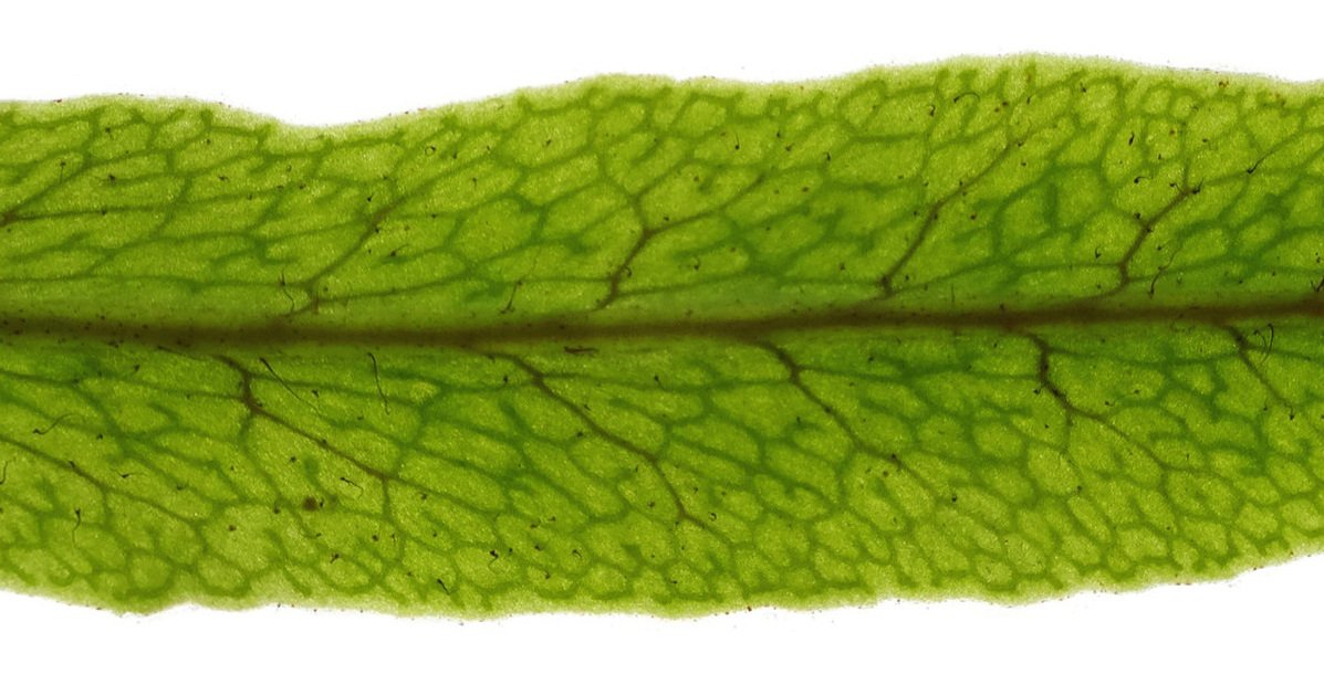 Microgramma brunei leaf veins.JPG