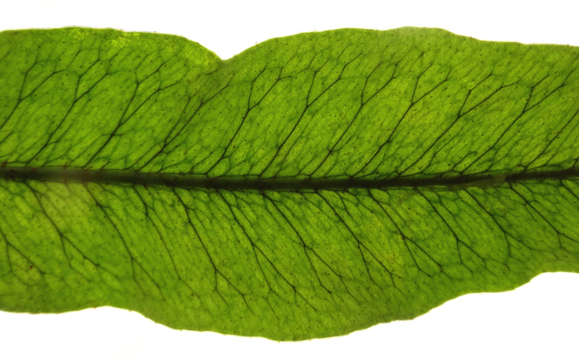 Microgramma percussa leaf detail.JPG
