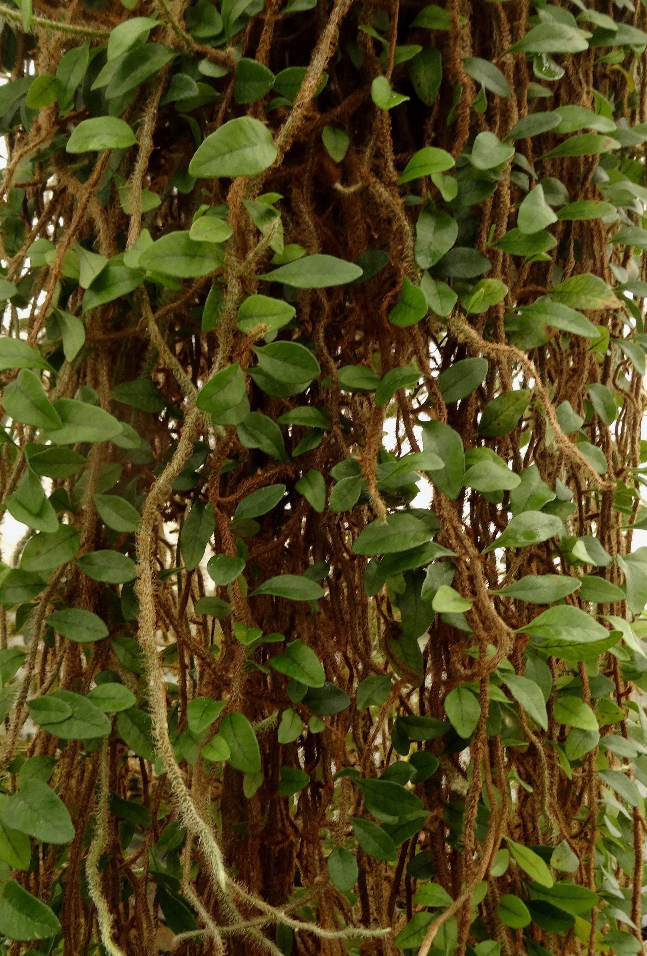 Microgramma vaccinifolia.JPG