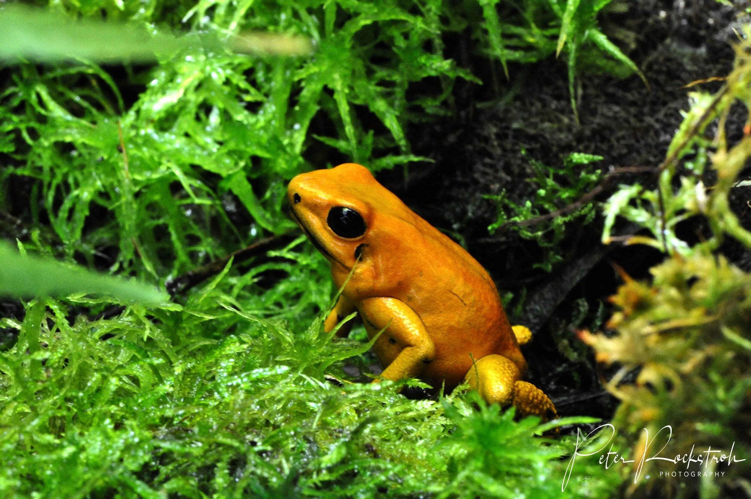 Poison Dart Frogs—Drop Dead Gorgeous