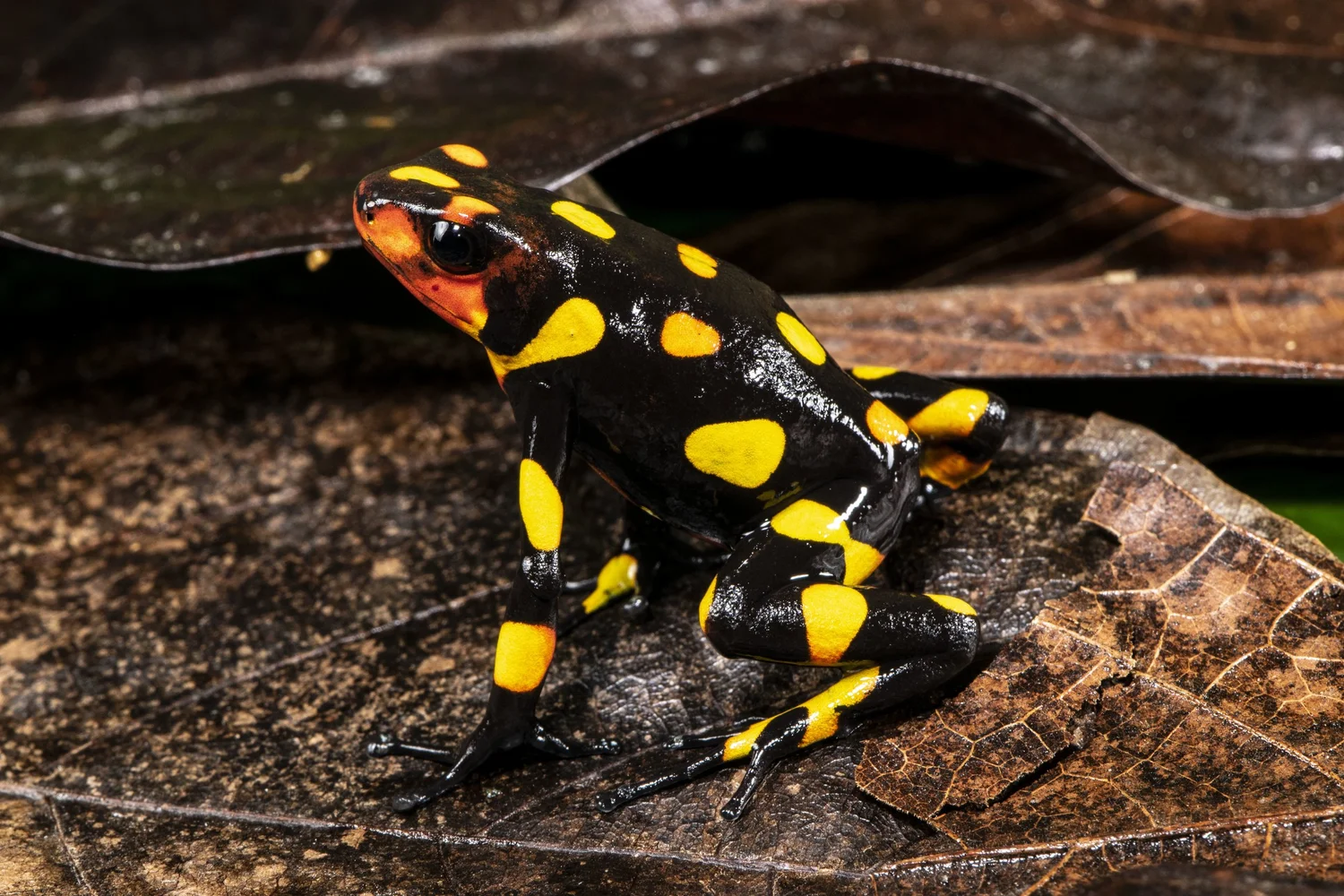 Poison Frog Porn, Part I: Colombia — Exotica Esoterica