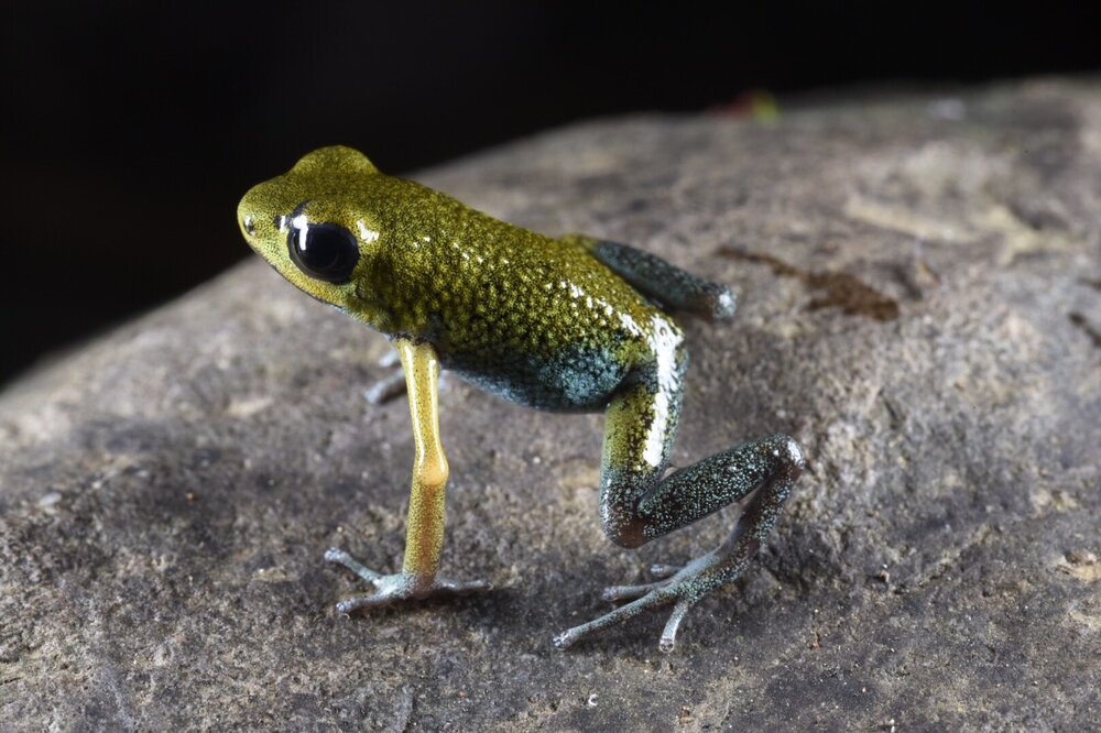Poison Frog Porn, Part II: Costa Rica and PanamÃ¡ â€” Exotica Esoterica