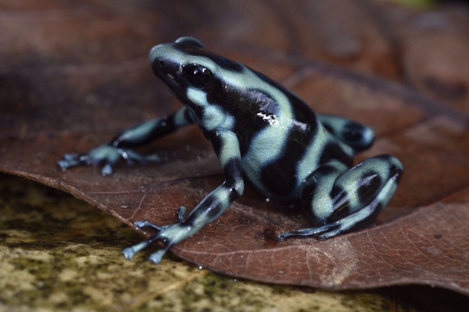 Poison Frog Porn, Part I: Colombia — Exotica Esoterica