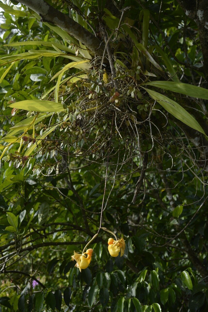 Coryanthes picturata and garden.jpg