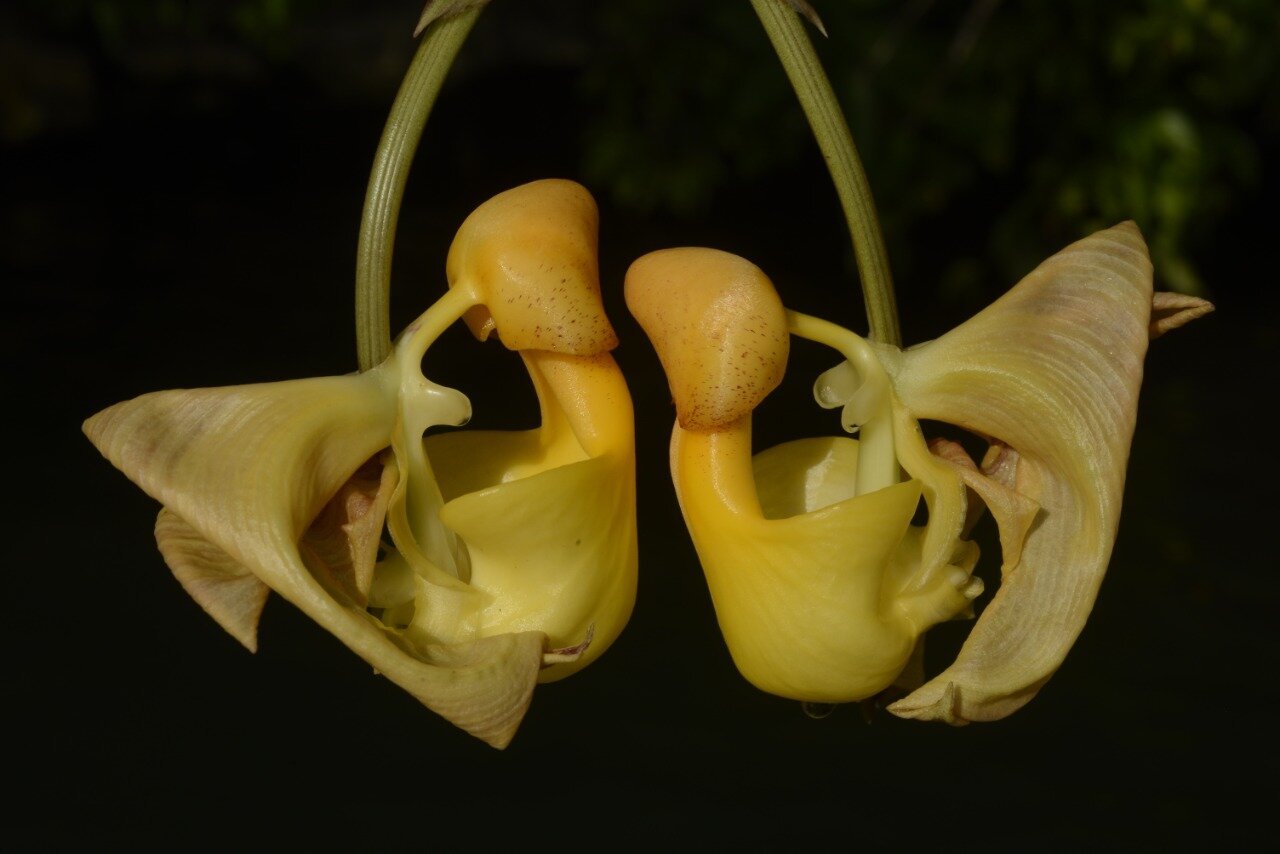 Coryanthes picturata twins.jpg