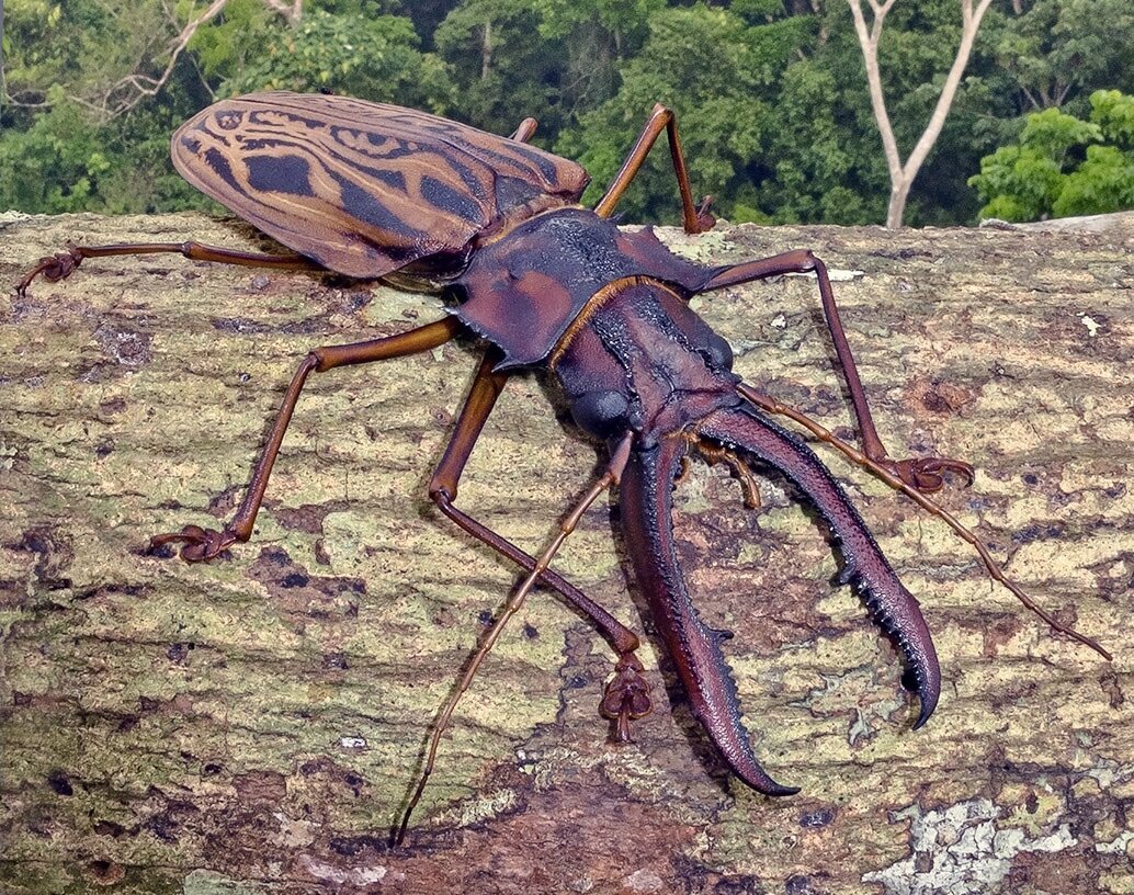 Bill Lamar on his own “…inordinate fondness for beetles