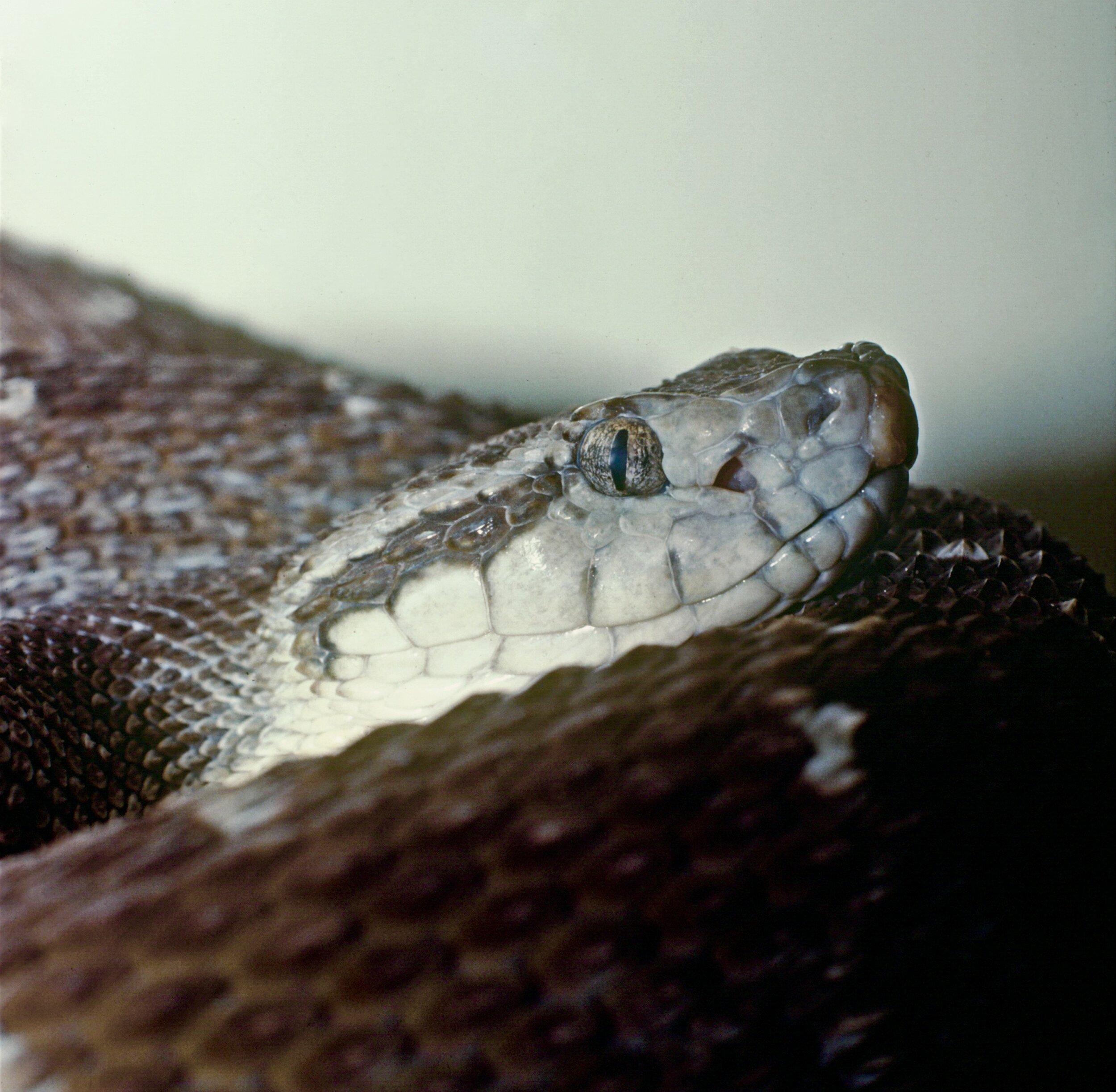 FER-DE-LANCE definition in American English