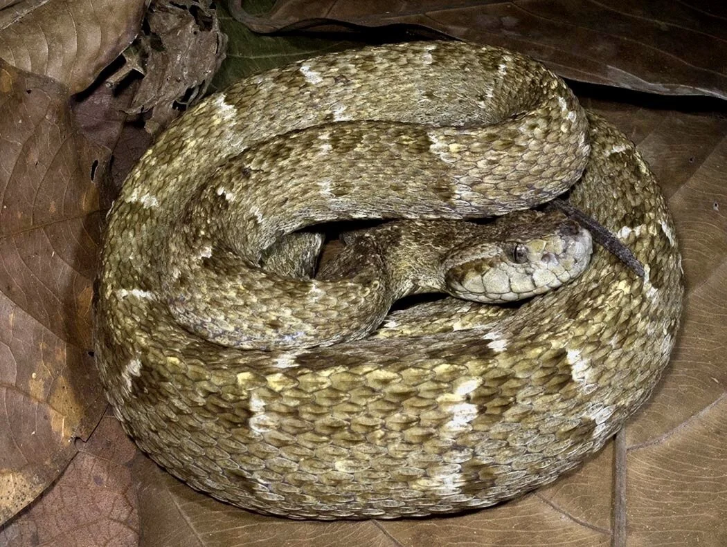 A close look at New World tropical pit vipers, including the most