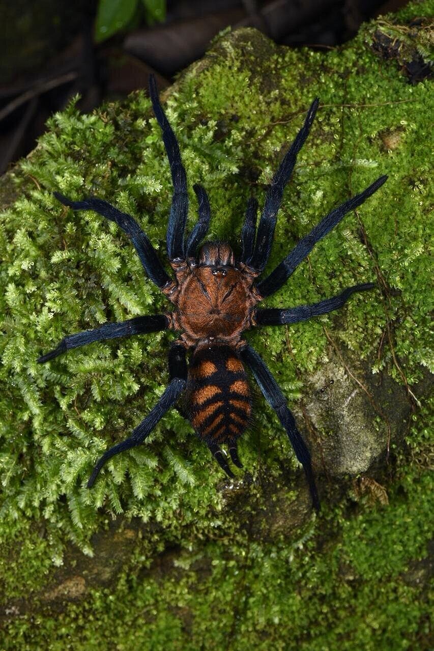 Female P. nigriventer responsible for the bite.