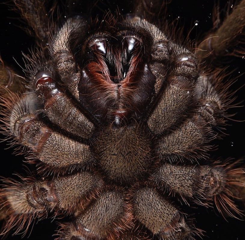 Experts say trapdoor spider is not dangerous to humans | Fact Check