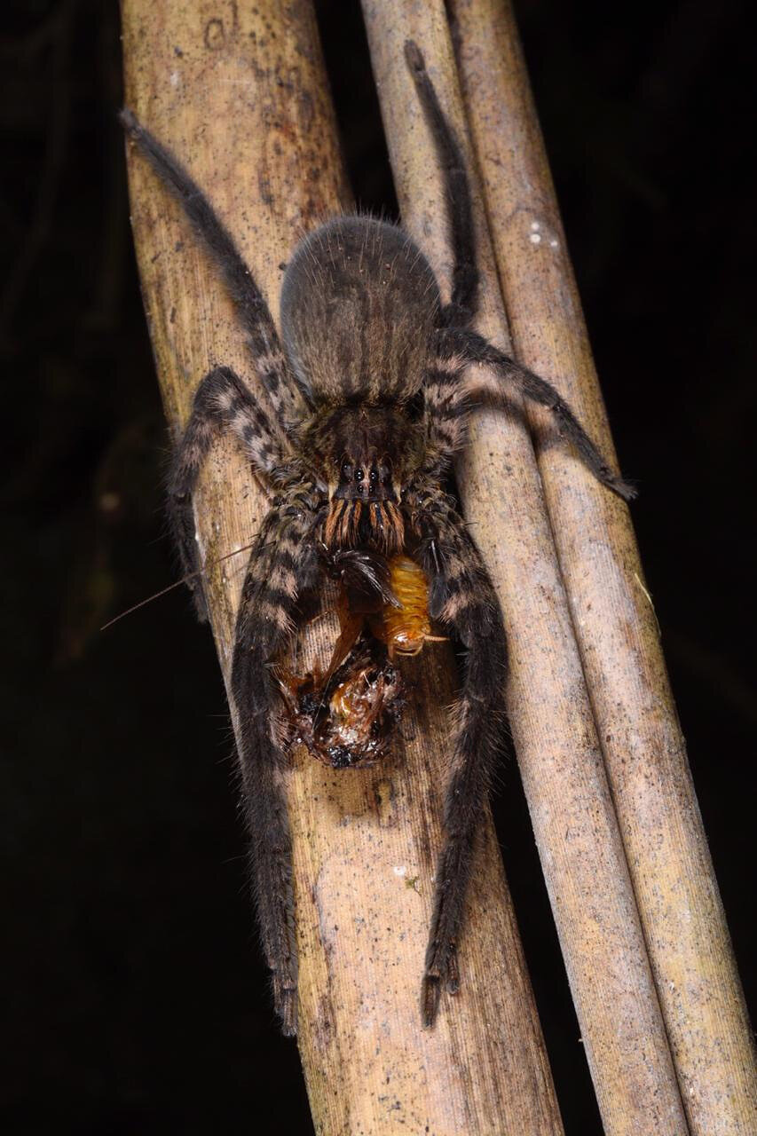 Some spiders may spin poisonous webs laced with neurotoxins